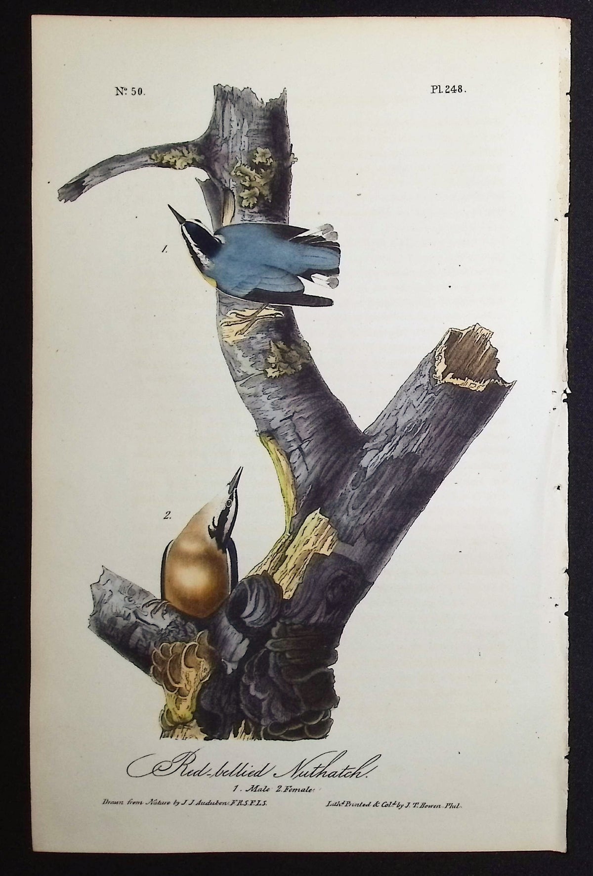 Red-bellied Nuthatch