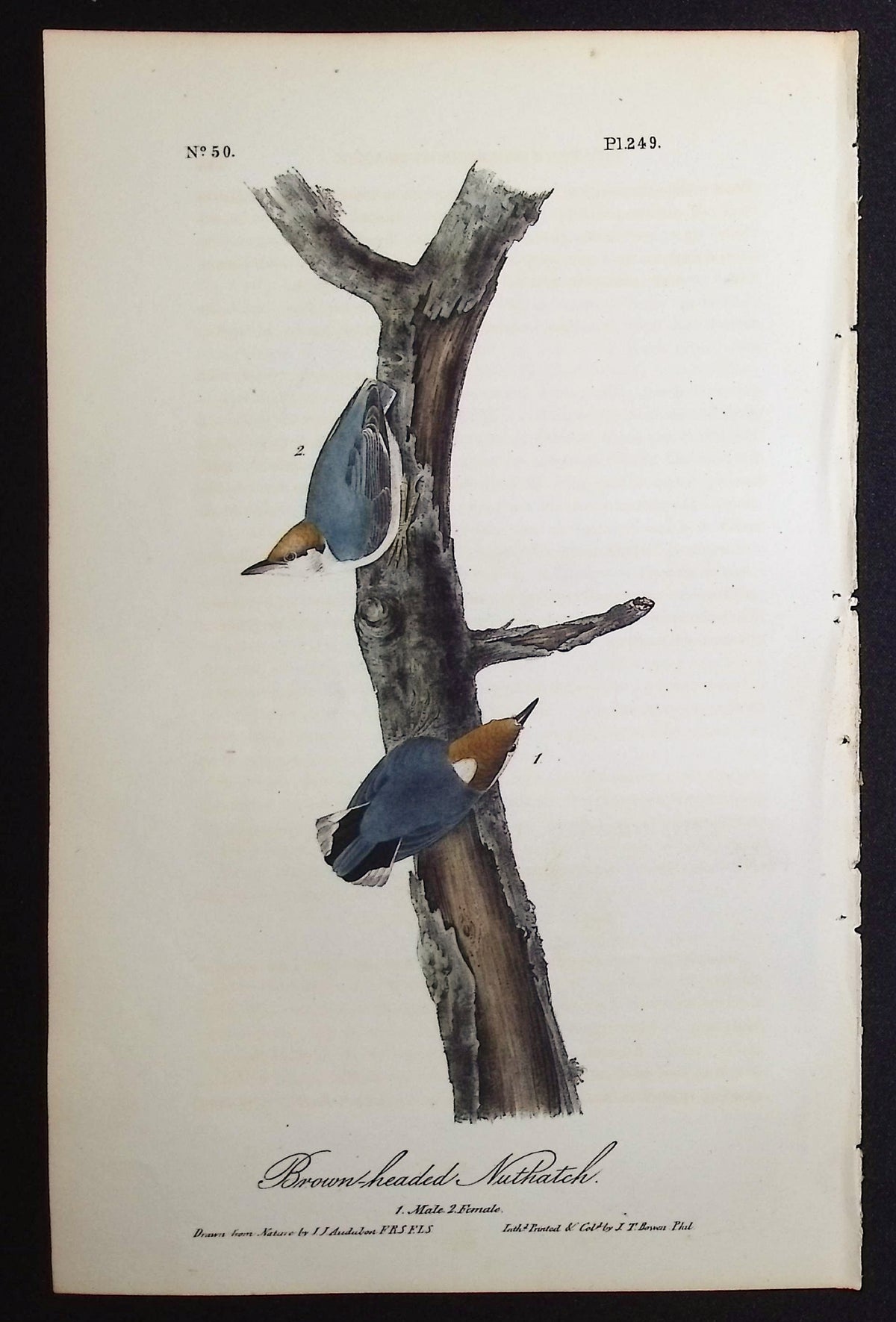 Brown-headed Nuthatch