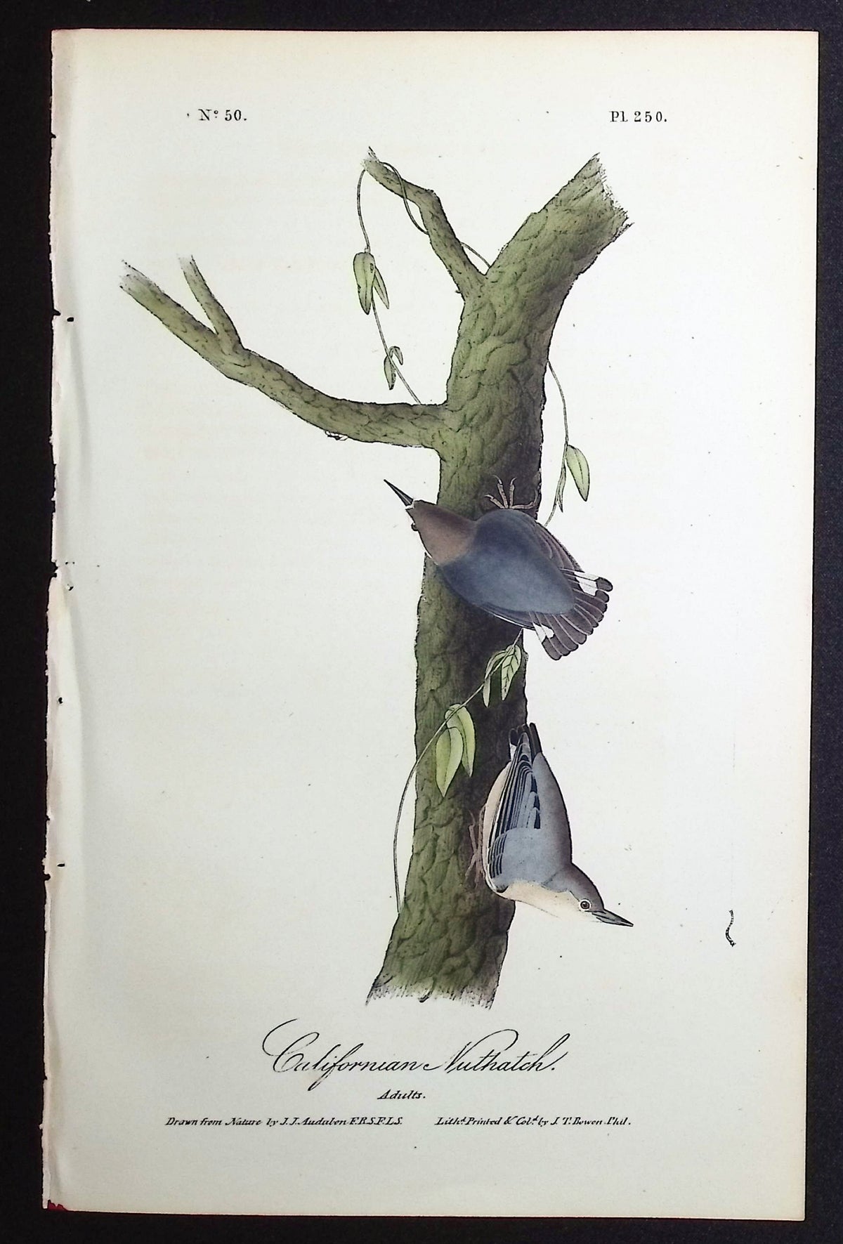 Californian Nuthatch