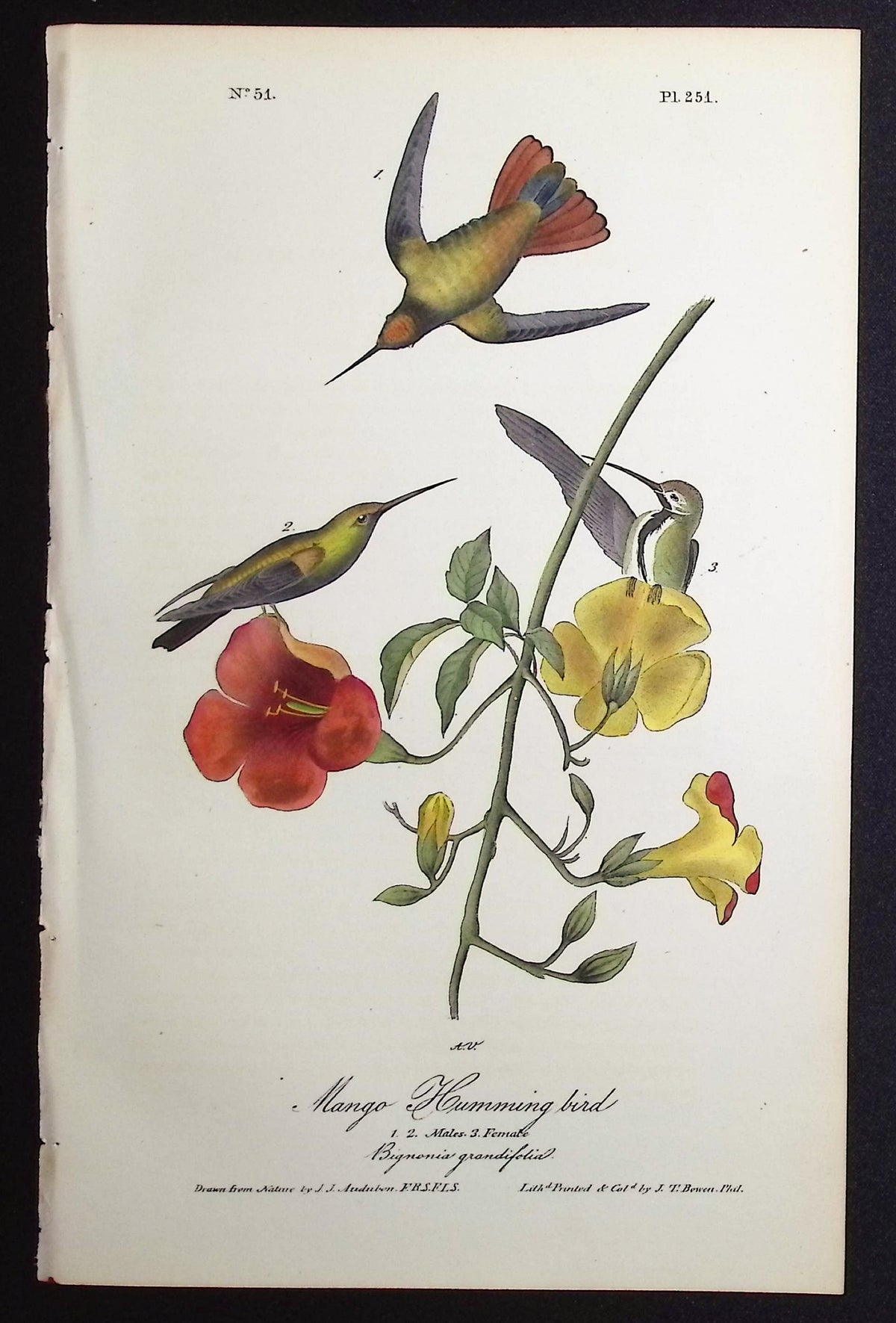 Mango Humming bird