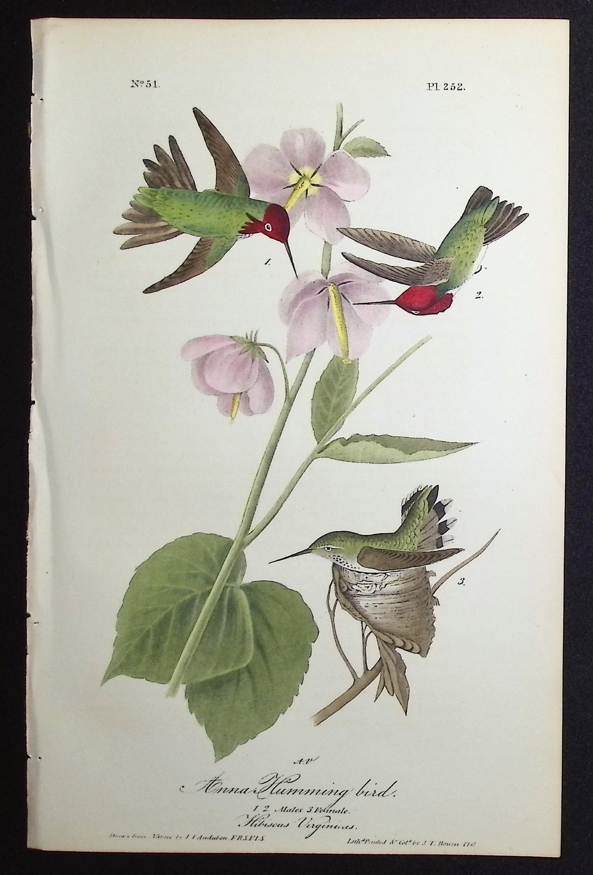 Anna Humming Bird