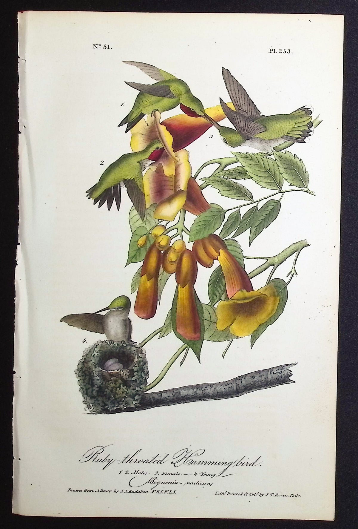 Ruby-throated Humming bird