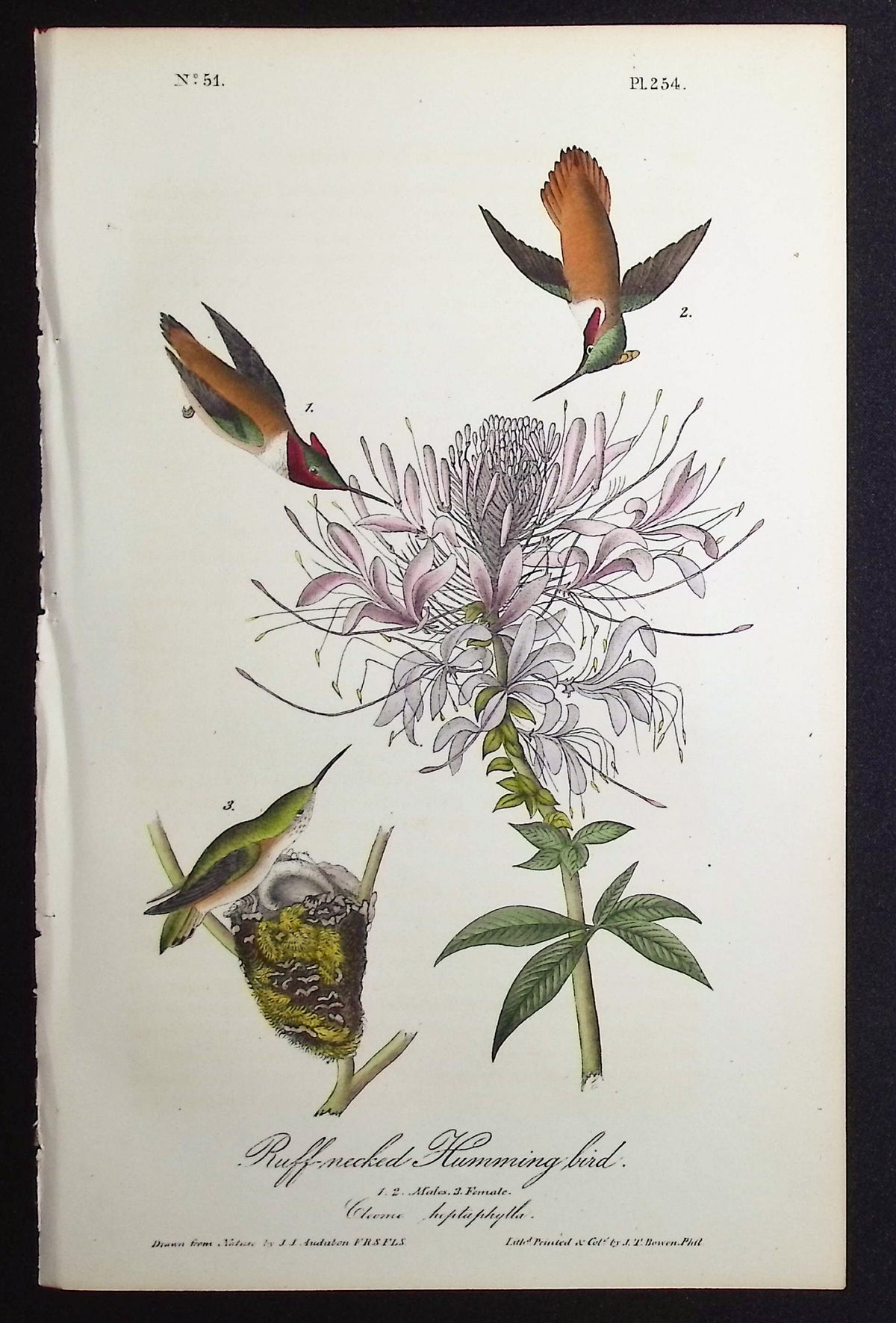 Ruff-necked Humming bird
