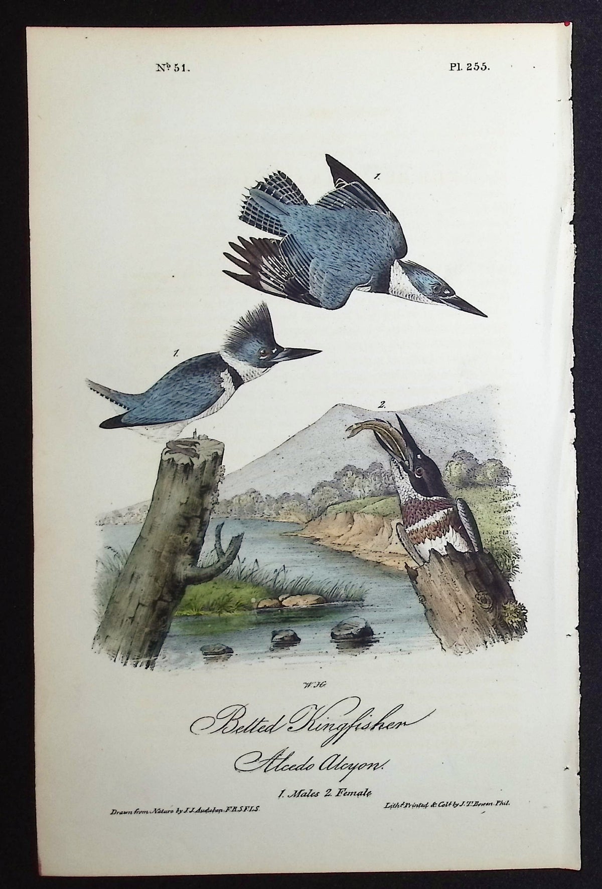 Belted Kingfisher