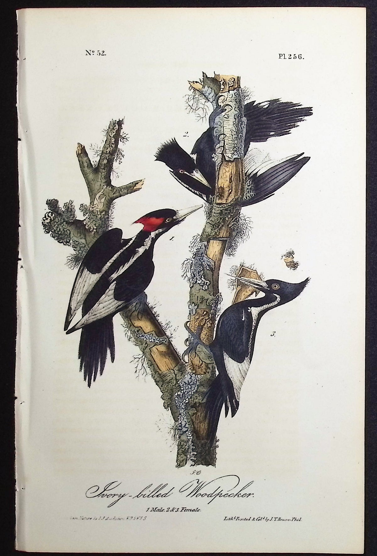 Ivory-billed Woodpecker