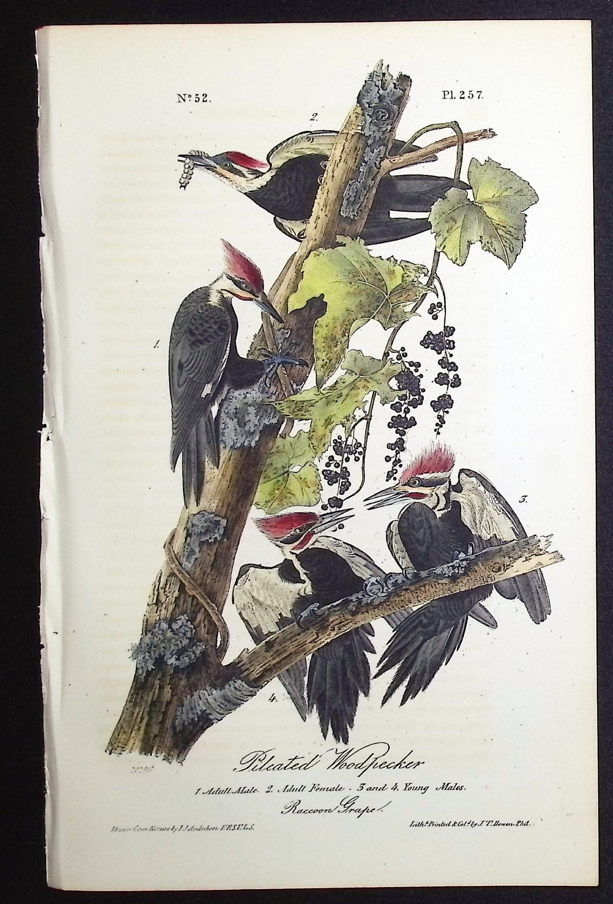 Pileated Woodpecker