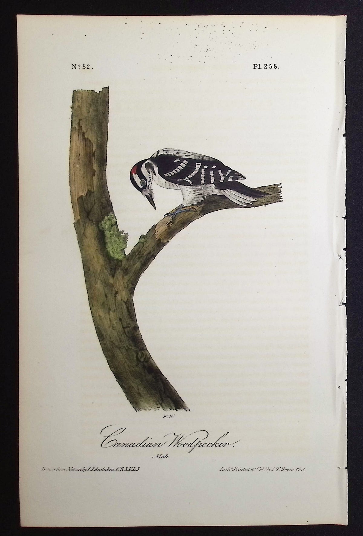 Canadian Woodpecker