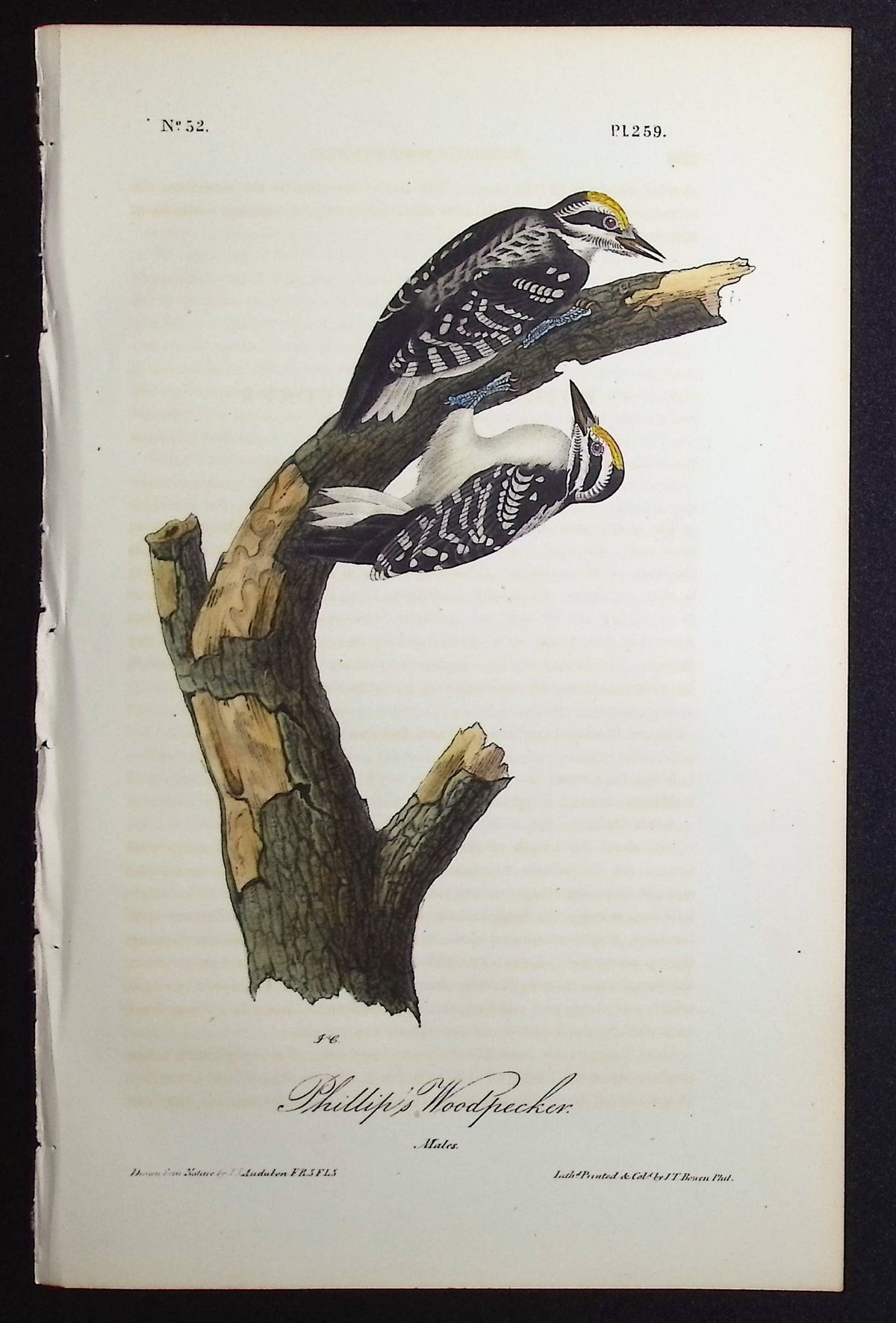 Phillip's Woodpecker