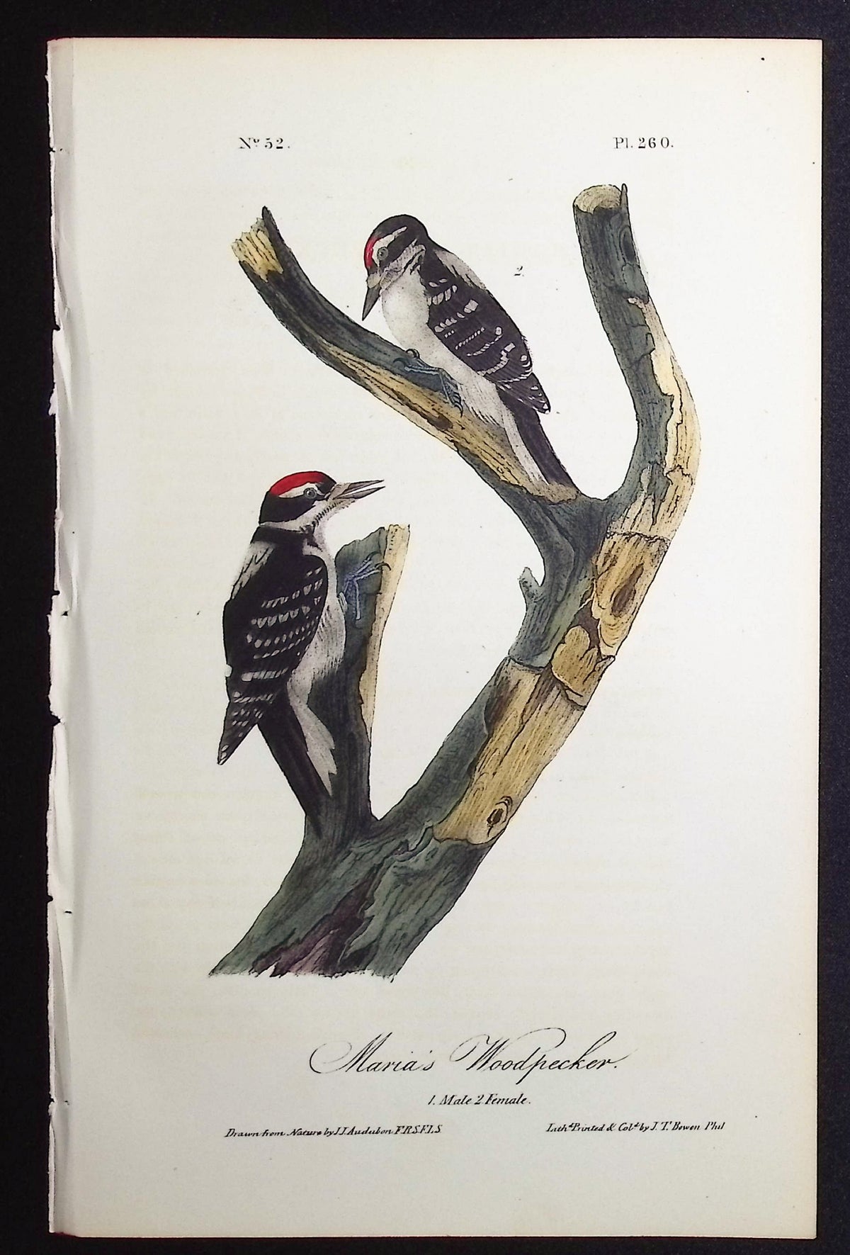 Maria's Woodpecker