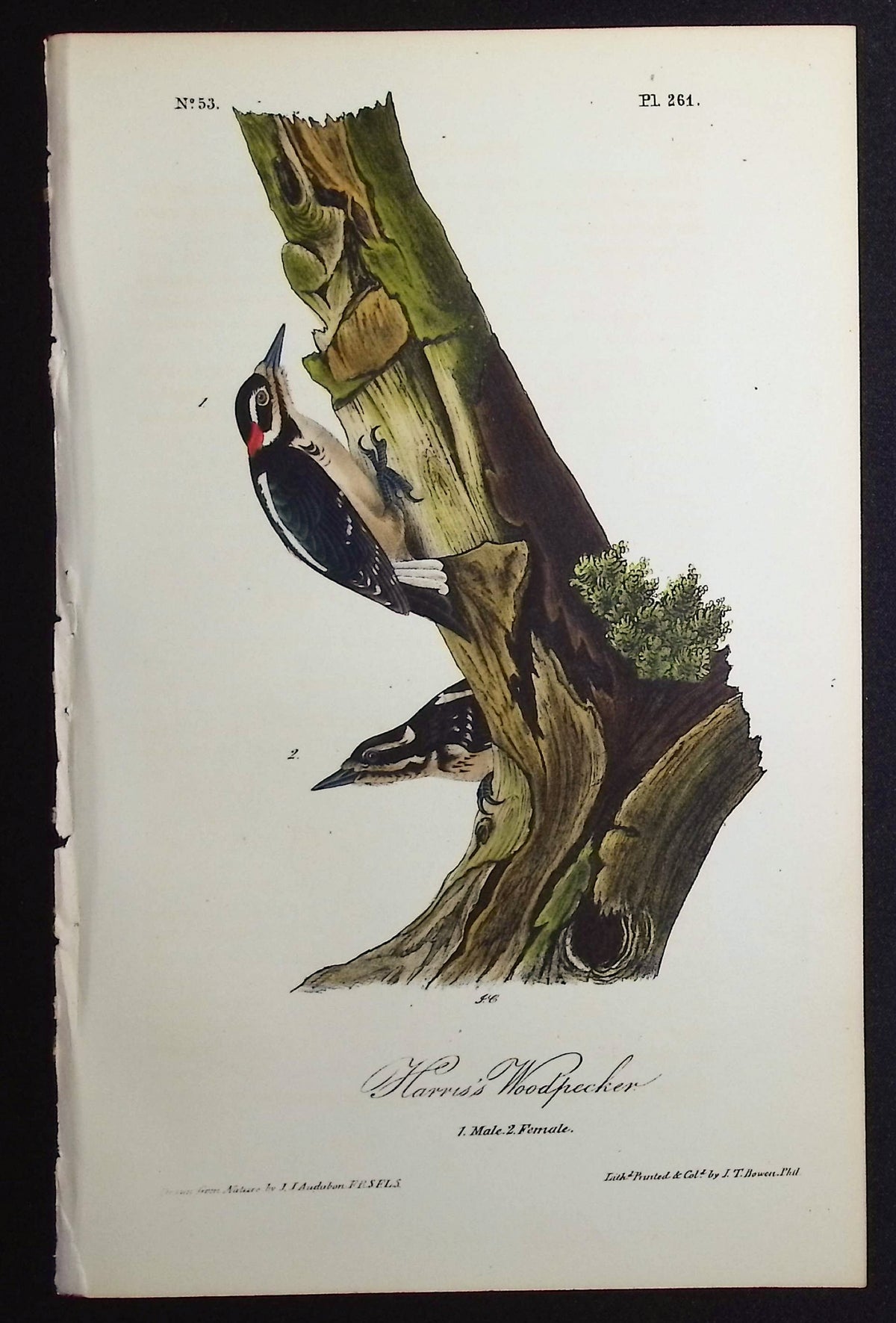 Harris' Woodpecker
