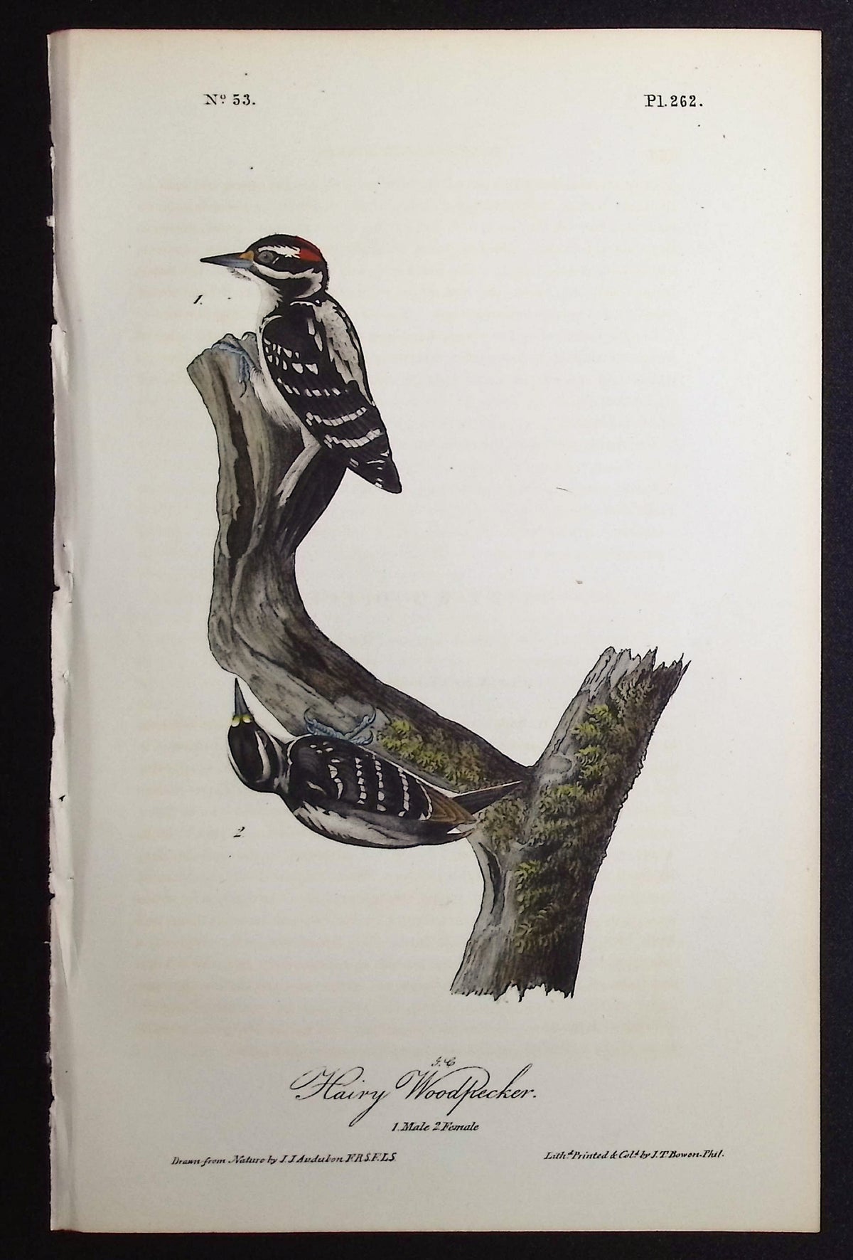 Hairy Woodpecker