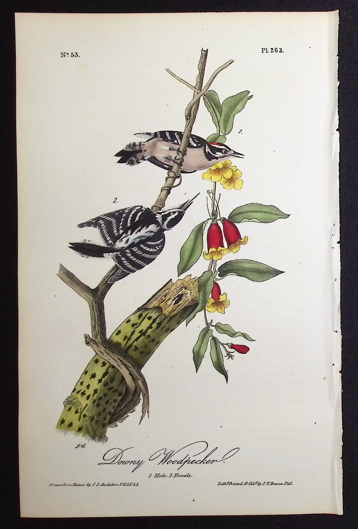 Downy Woodpecker