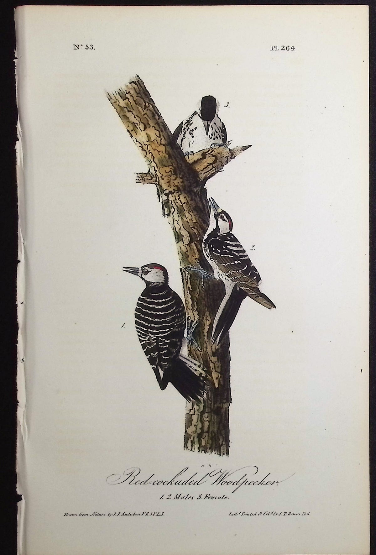 Red-cockaded Woodpecker (Endangered)