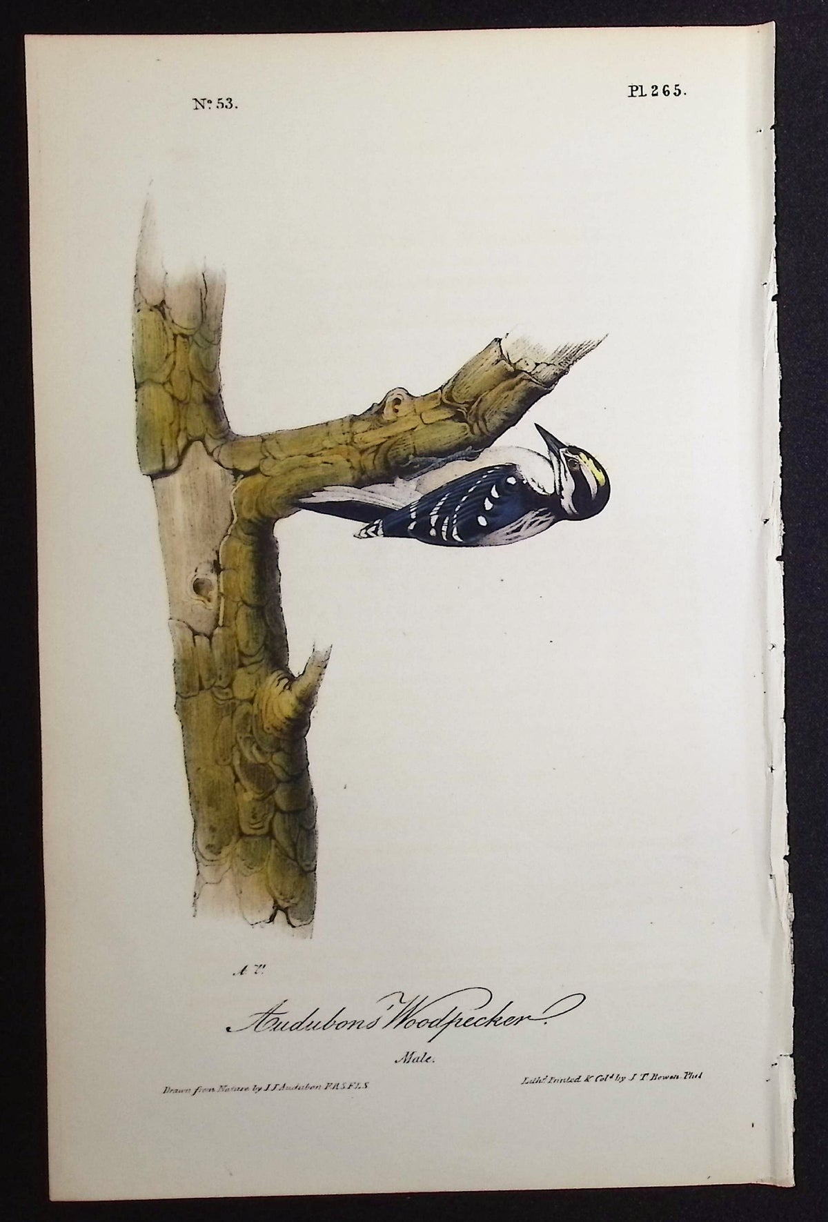 Audubons' Woodpecker