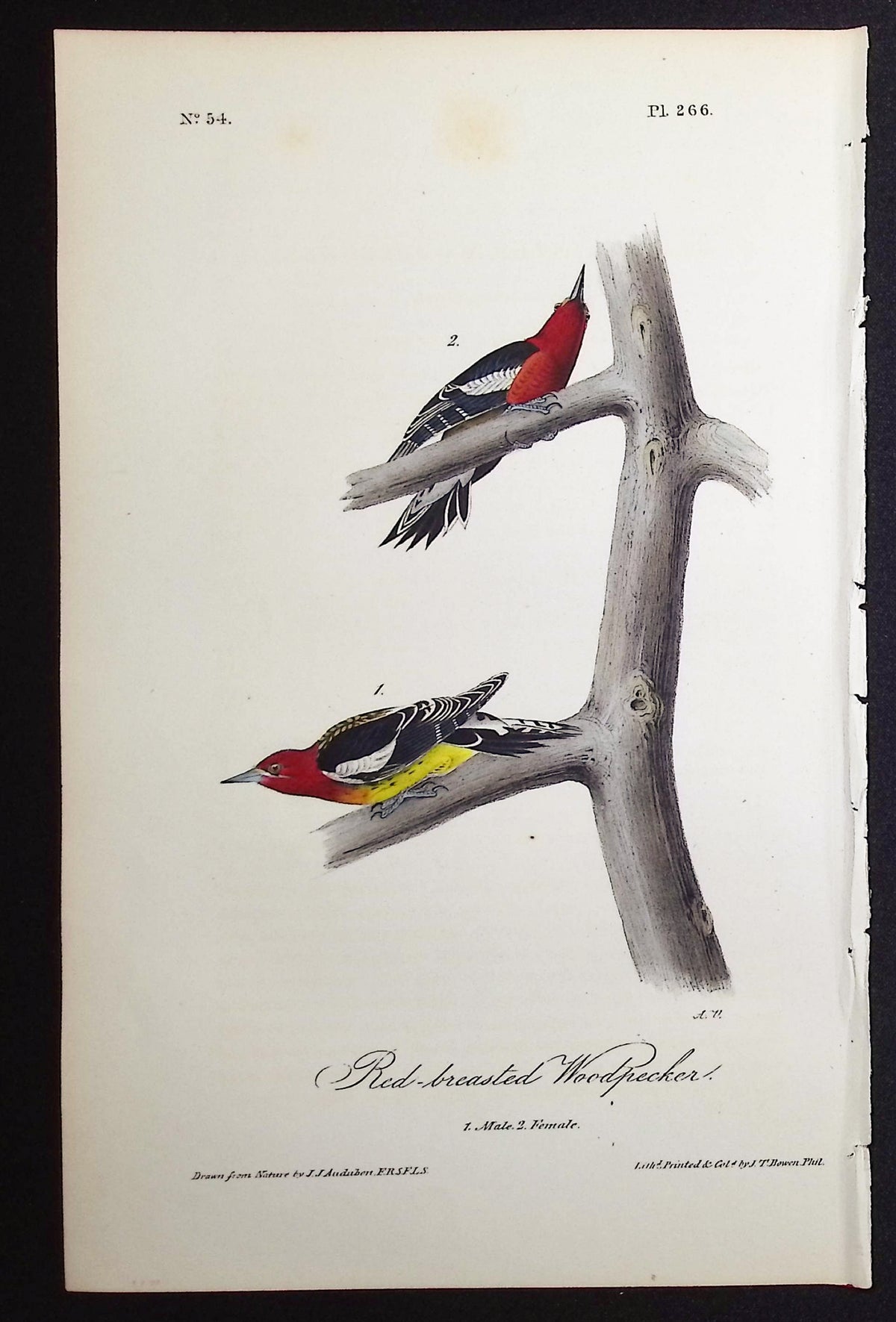 Red-breasted Woodpecker