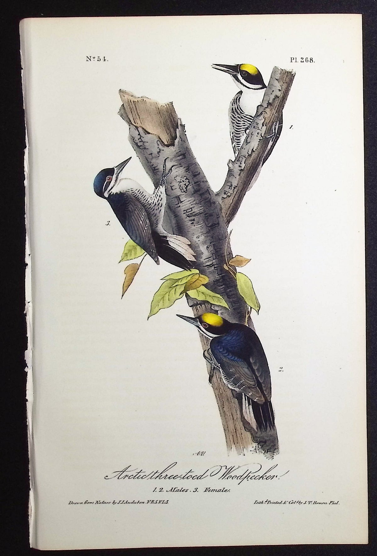 Arctic three-toed Woodpecker