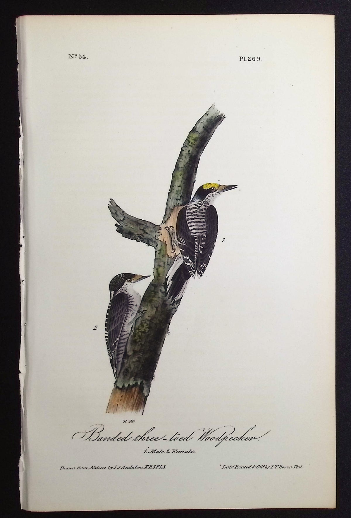 Banded three-toed Woodpecker