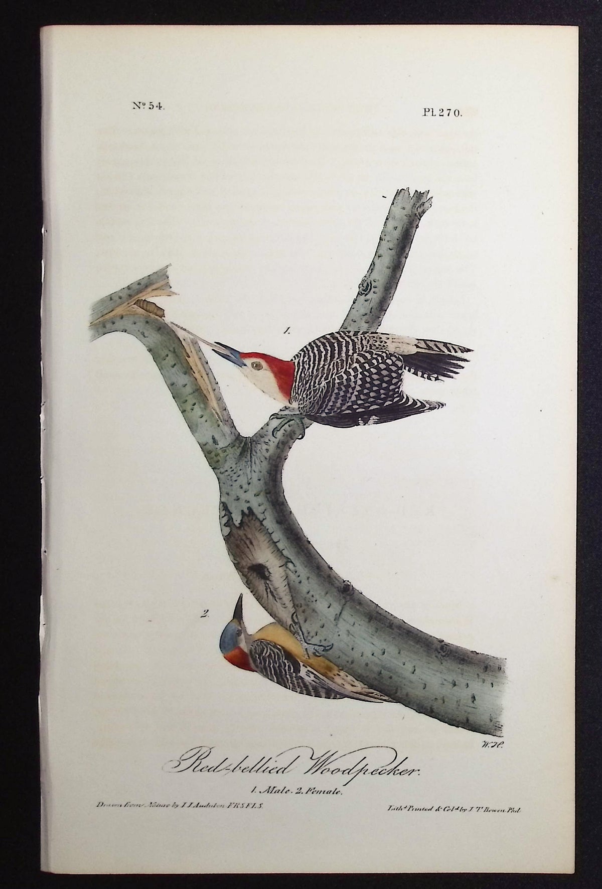 Red-bellied Woodpecker