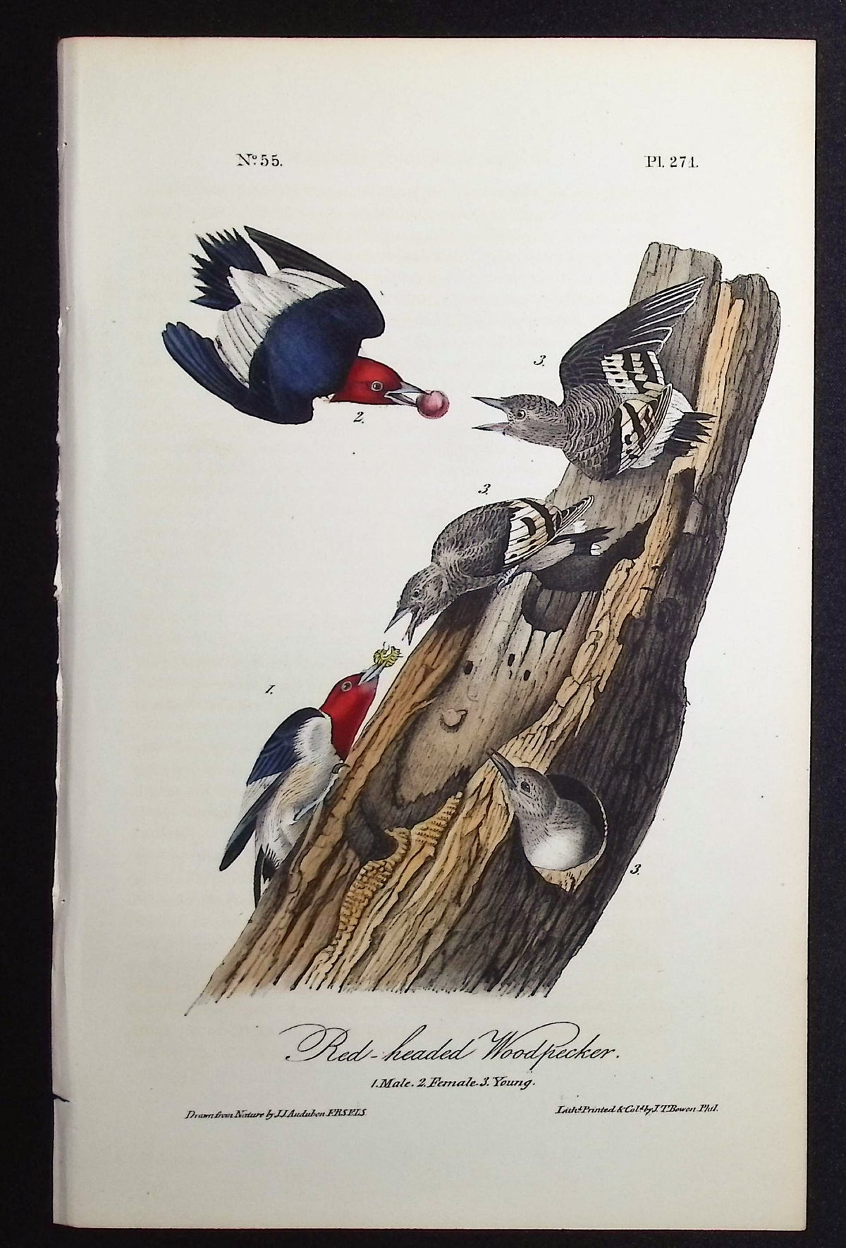 Red-headed Woodpecker