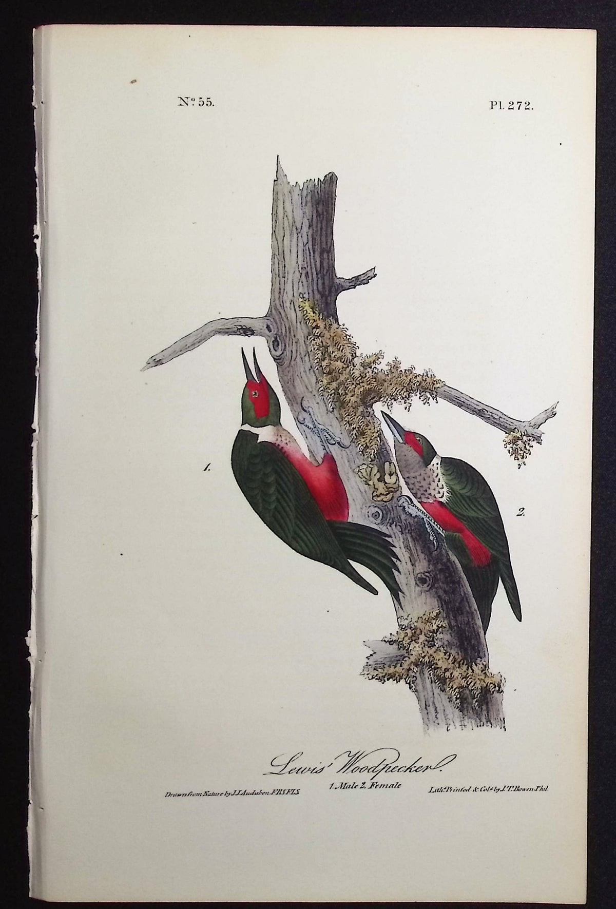Lewis' Woodpecker