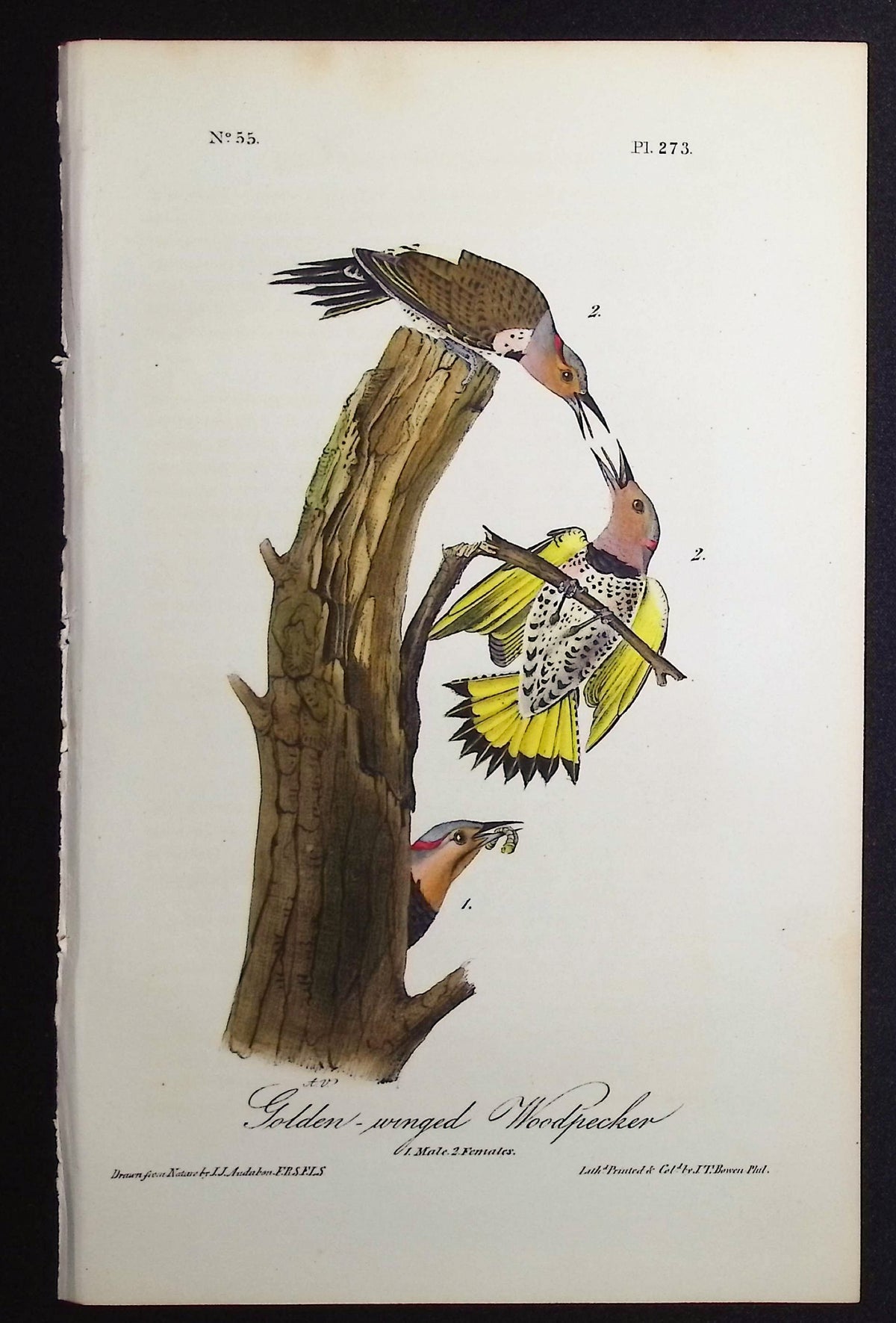 Golden-winged Woodpecker