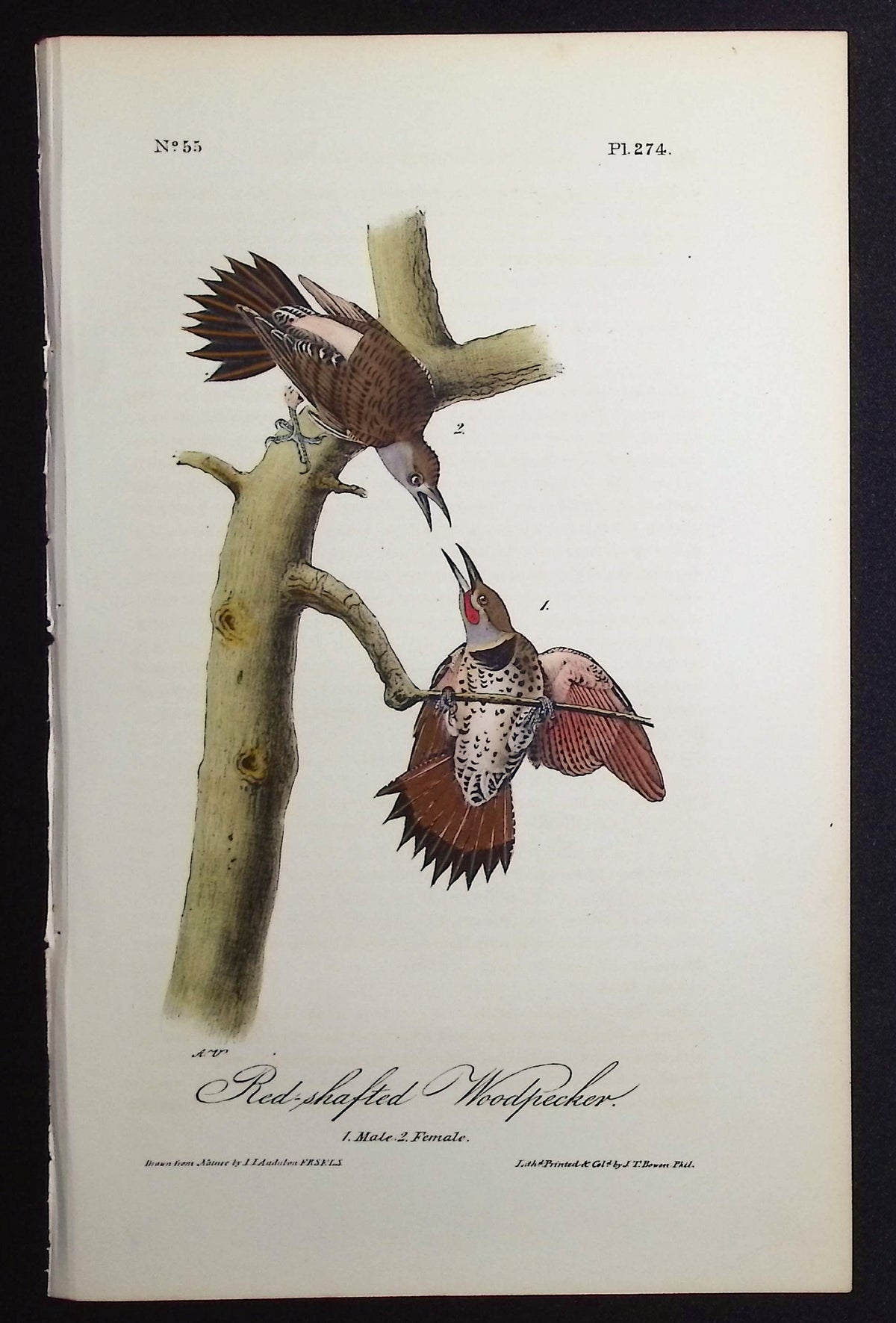 Red-shafted Woodpecker