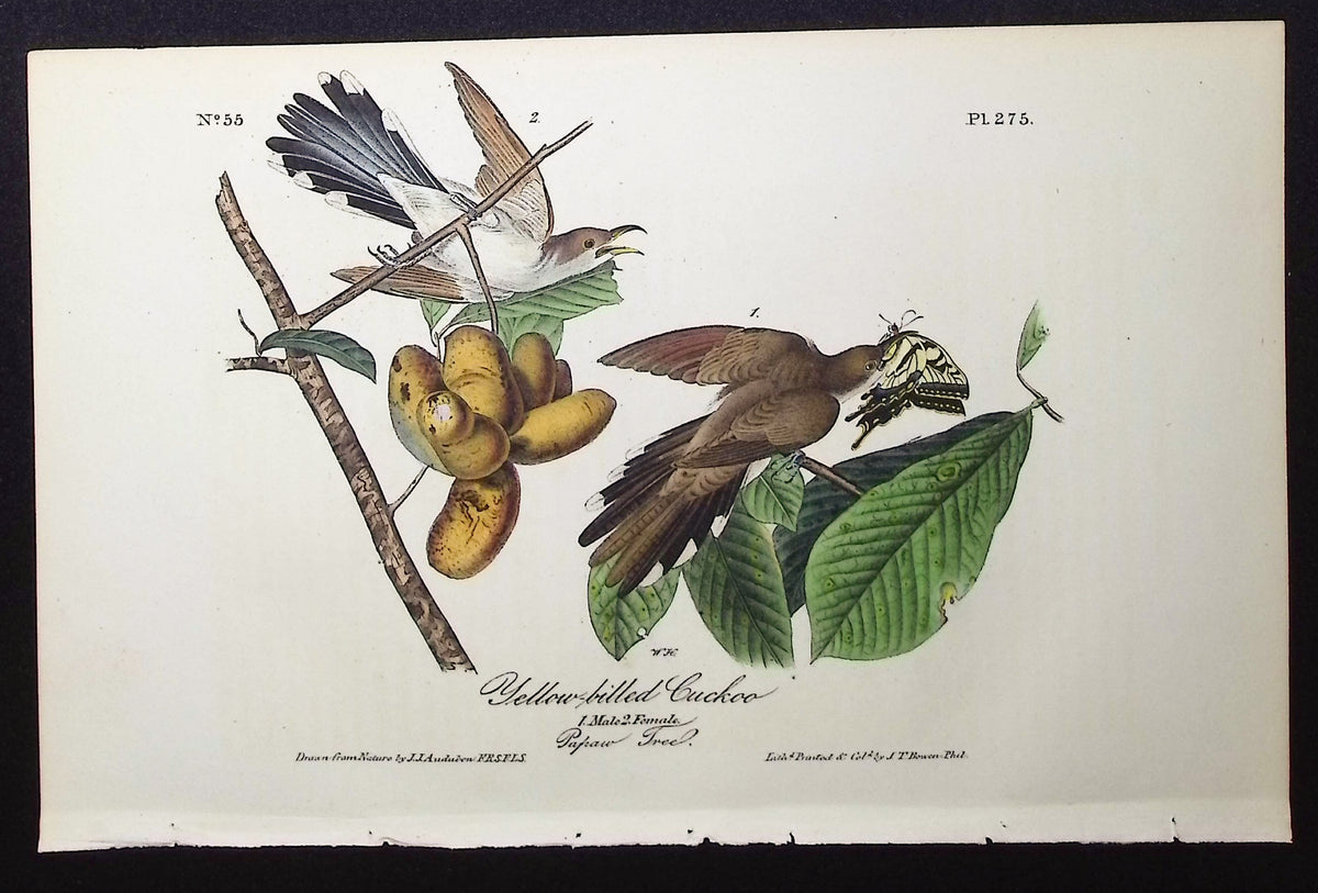 Yellow-billed Cuckoo