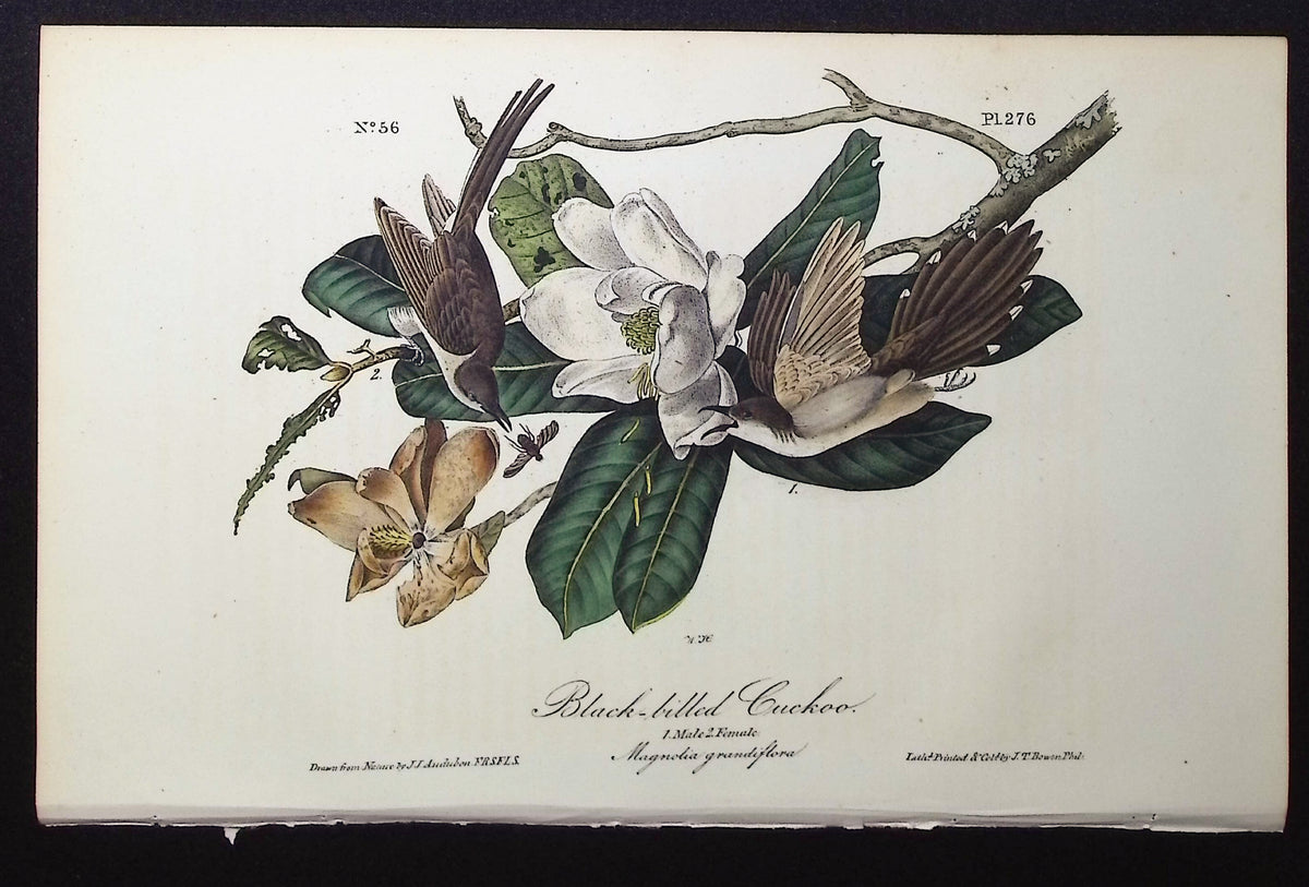 Black-billed Cuckoo