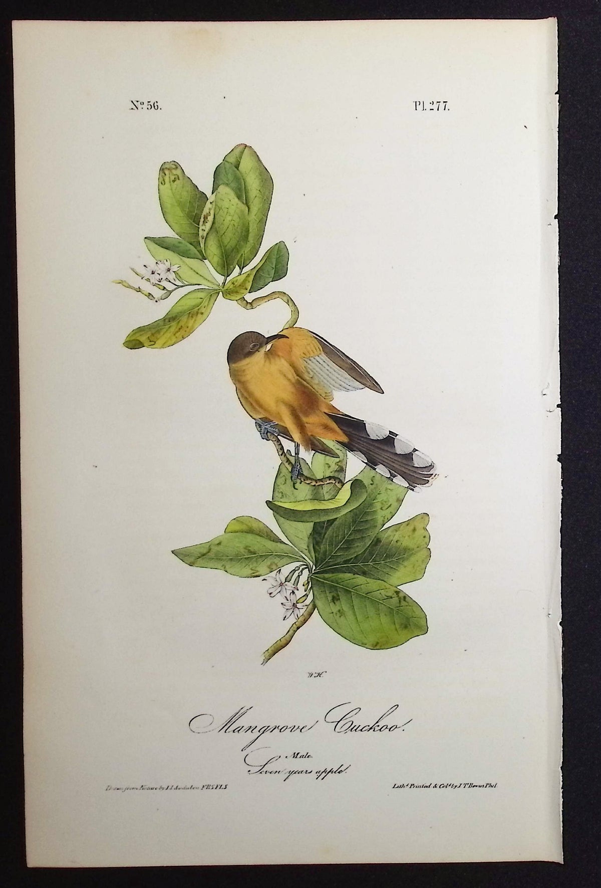 Mangrove Cuckoo