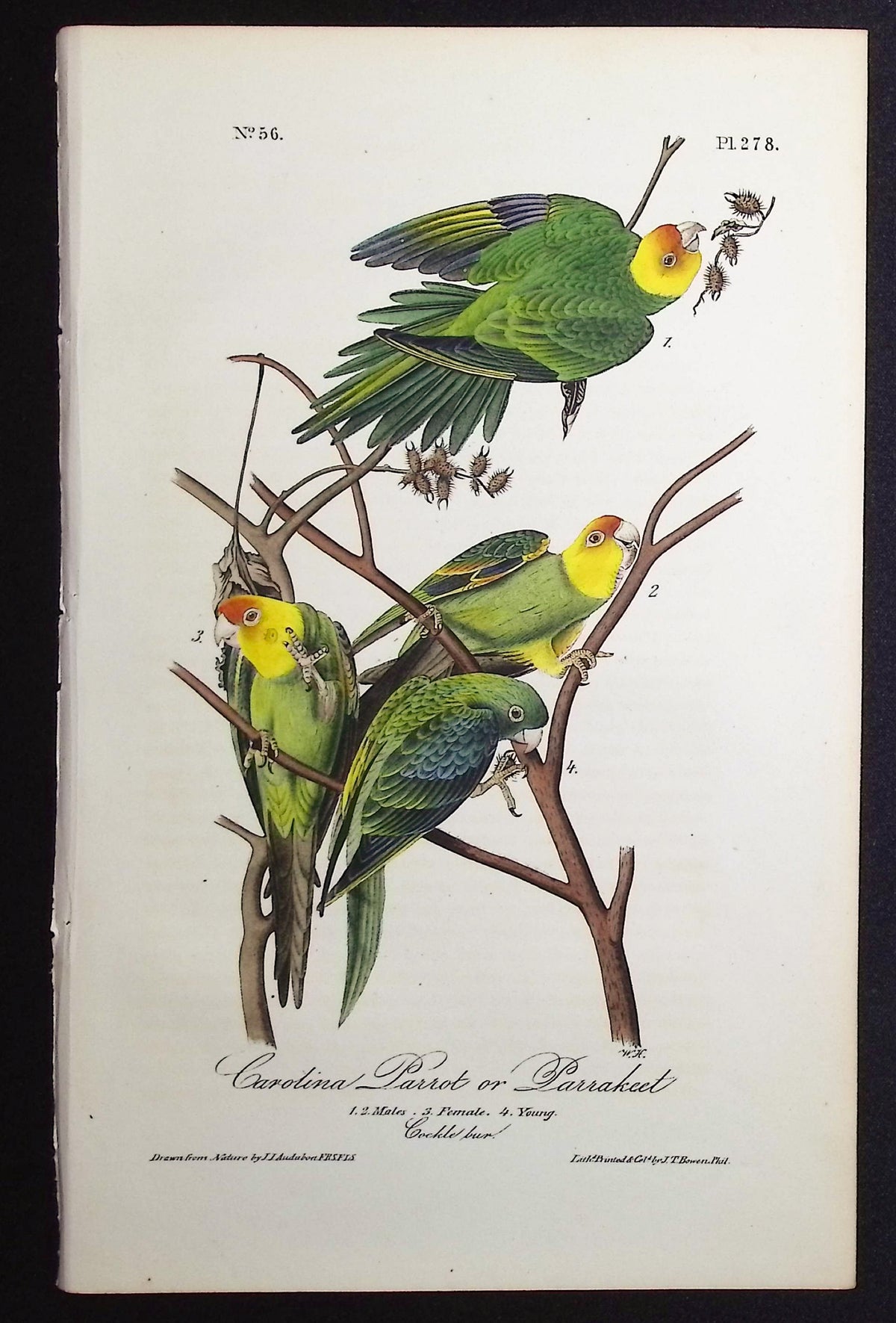 Carolina Parrot or Parrakeet