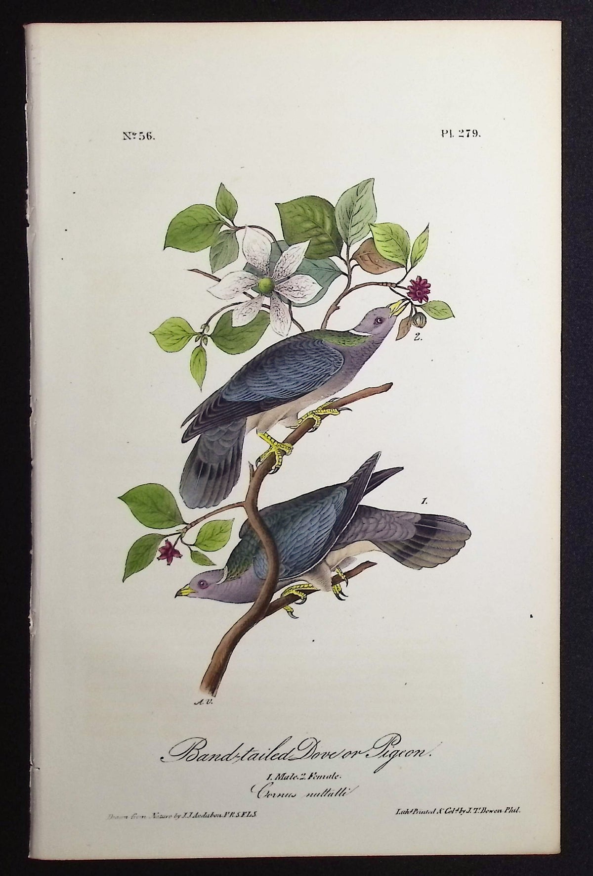 Band-tailed Dove or Pigeon