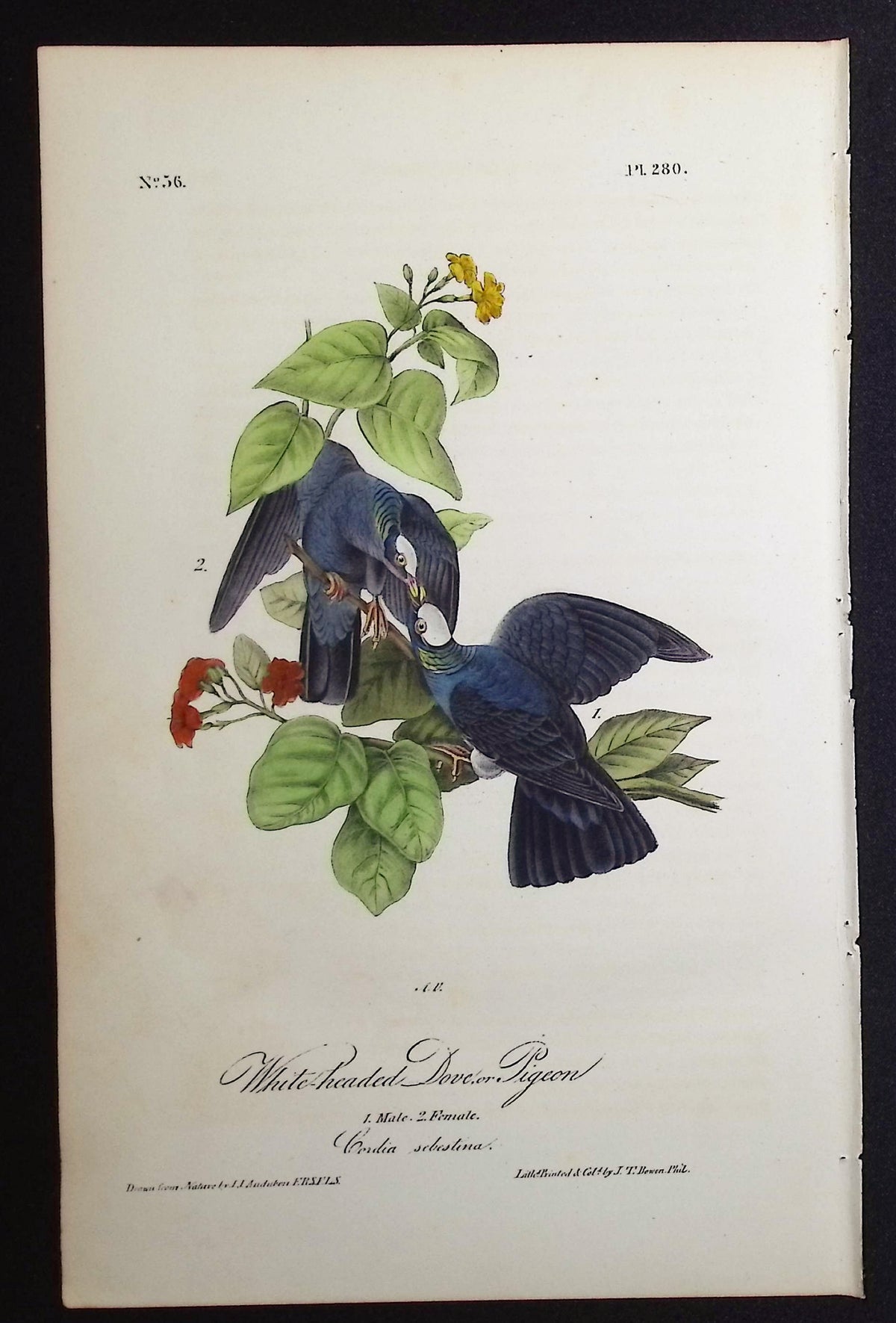 White-headed Dove, or Pigeon