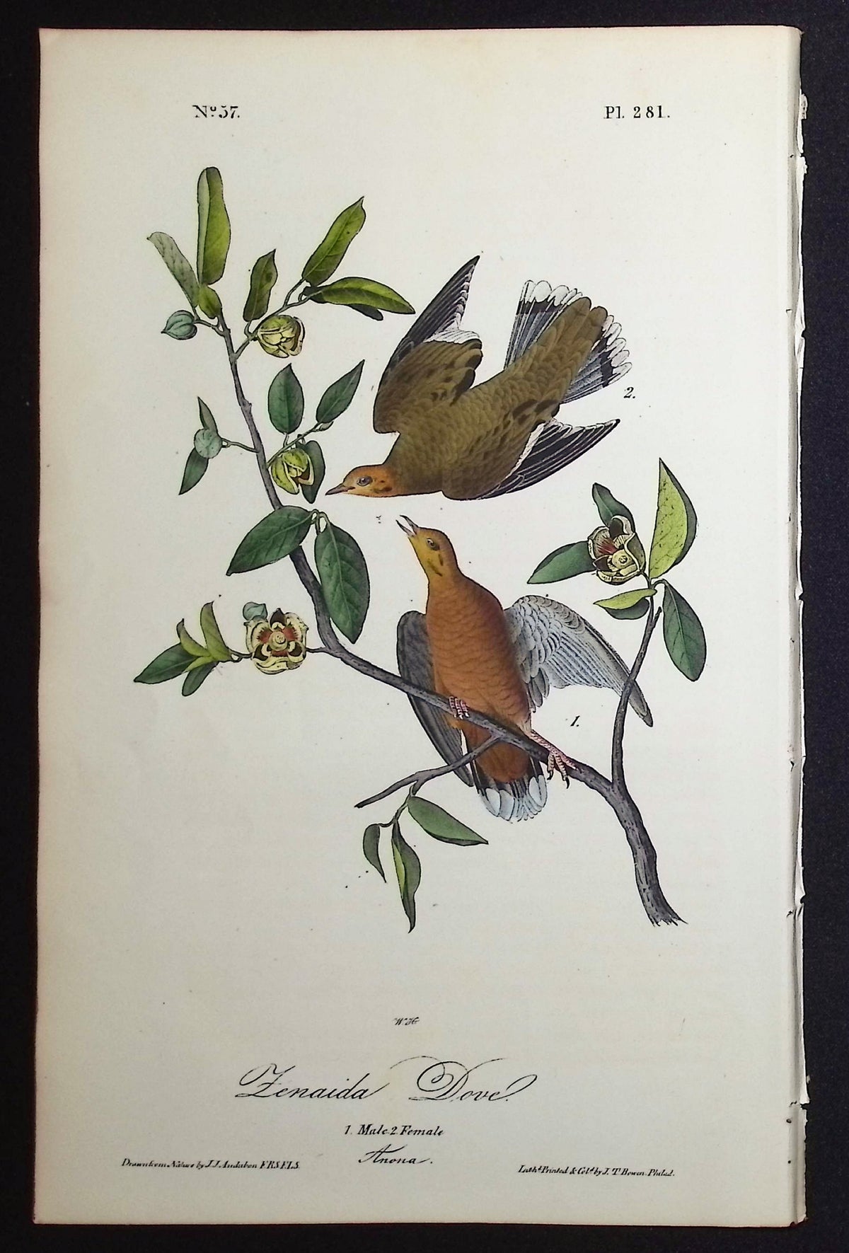 Zenaida Dove