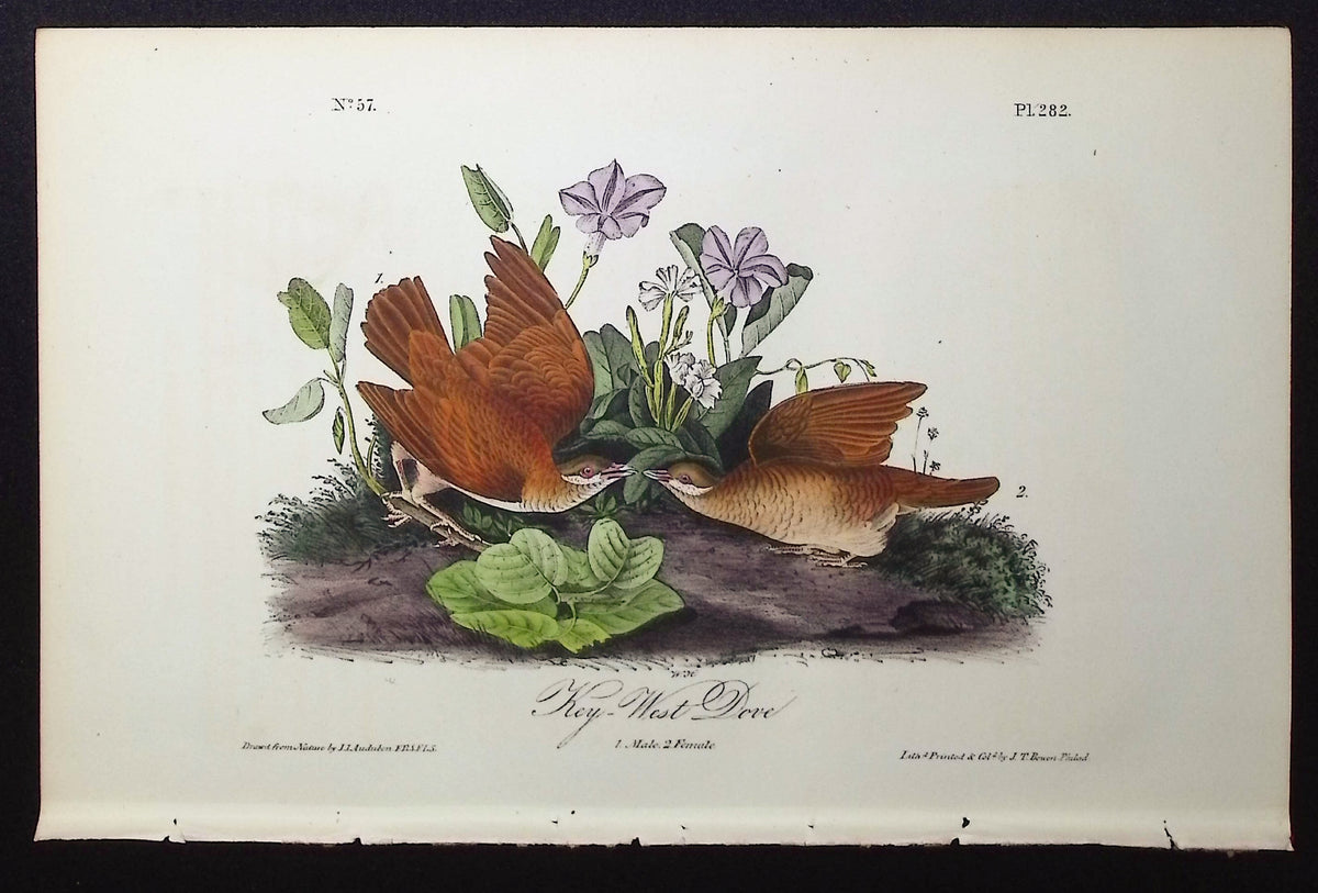 Key-West Dove