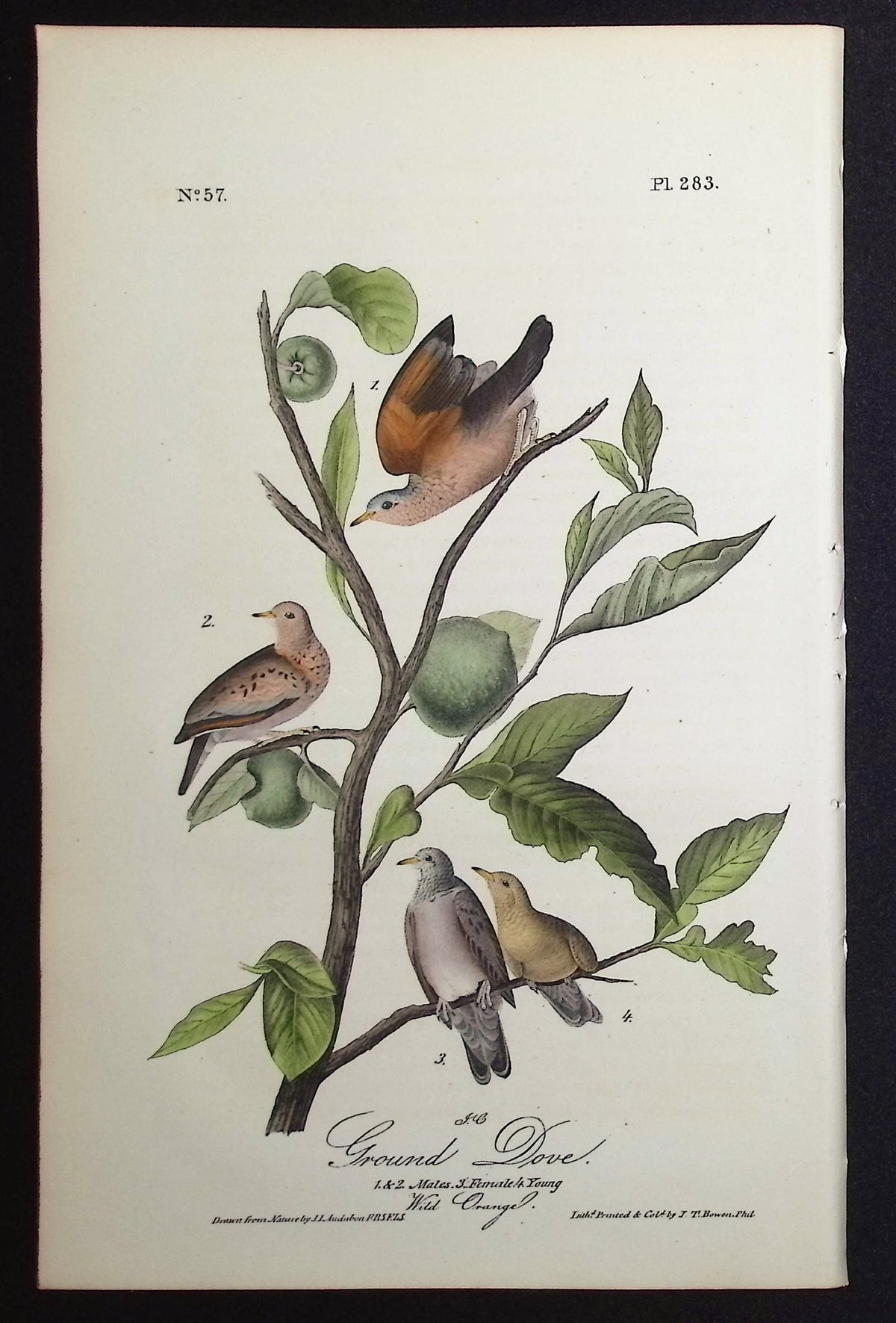 Ground Dove
