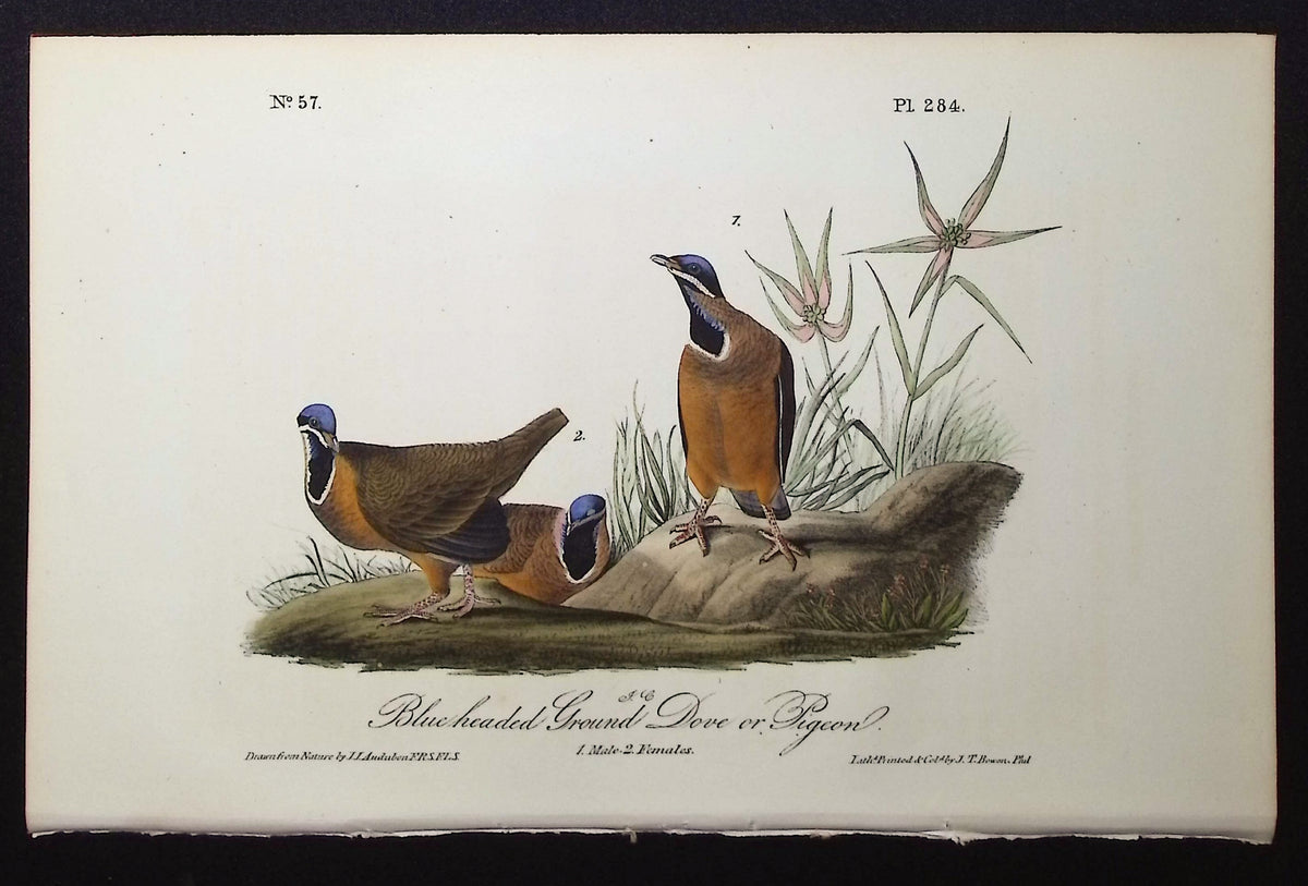 Blue headed Ground Dove or Pigeon