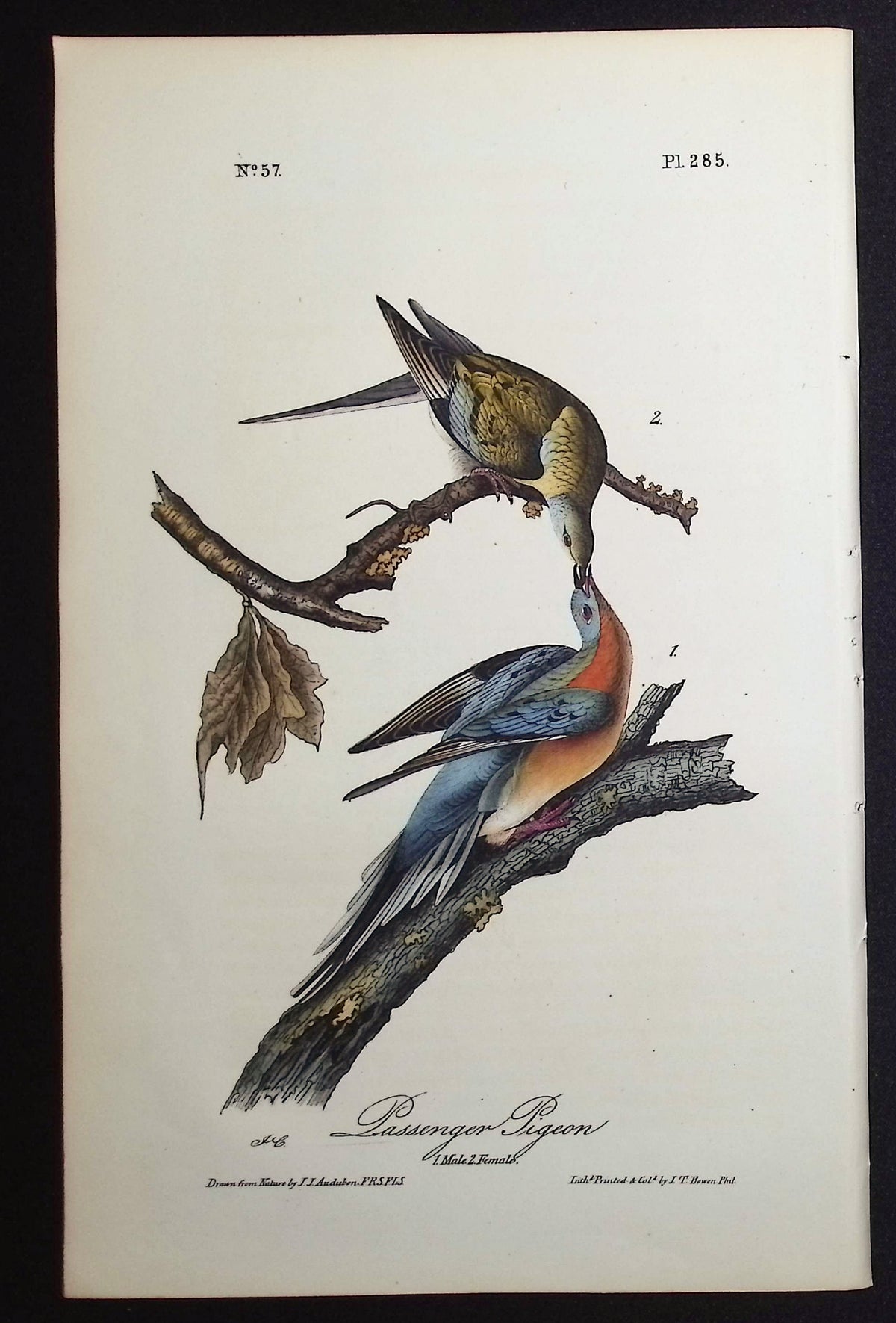 Passenger Pigeon