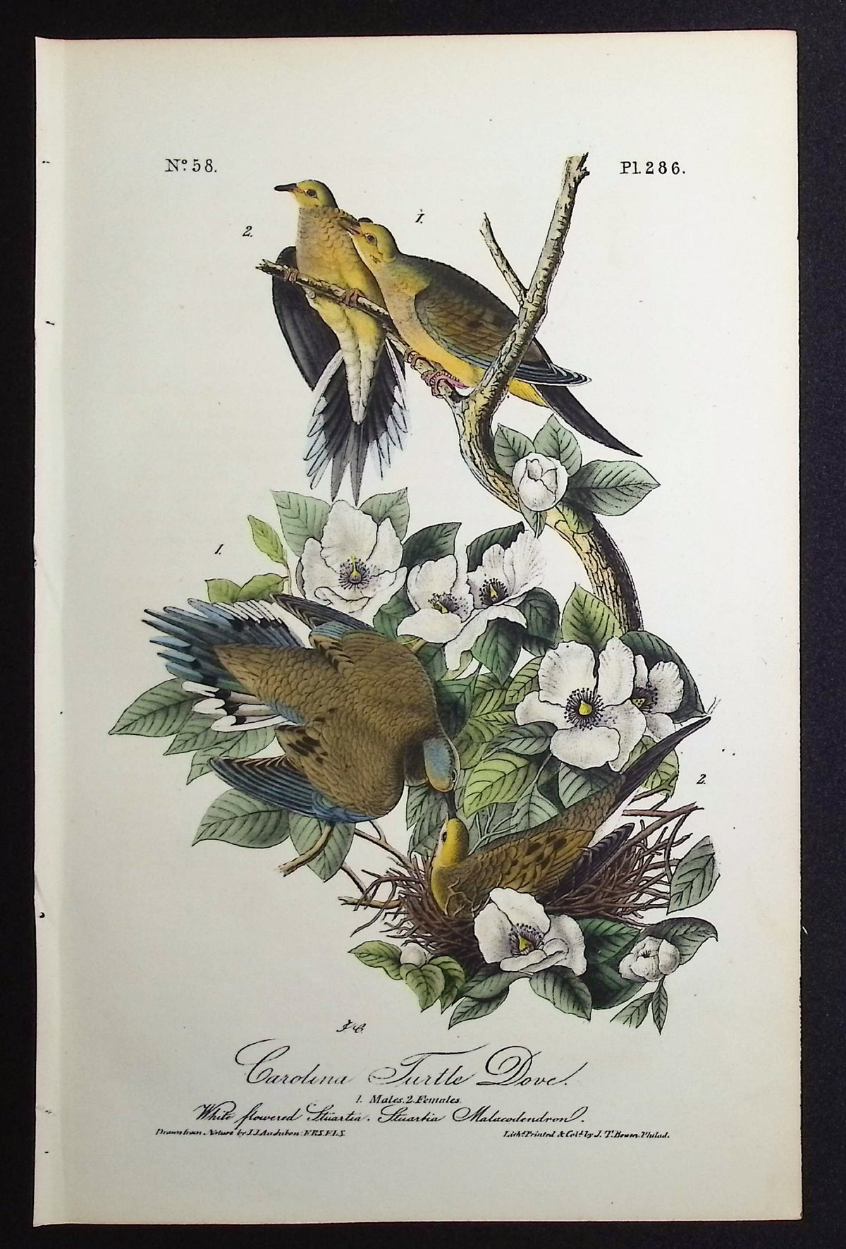 Carolina Turtle Dove