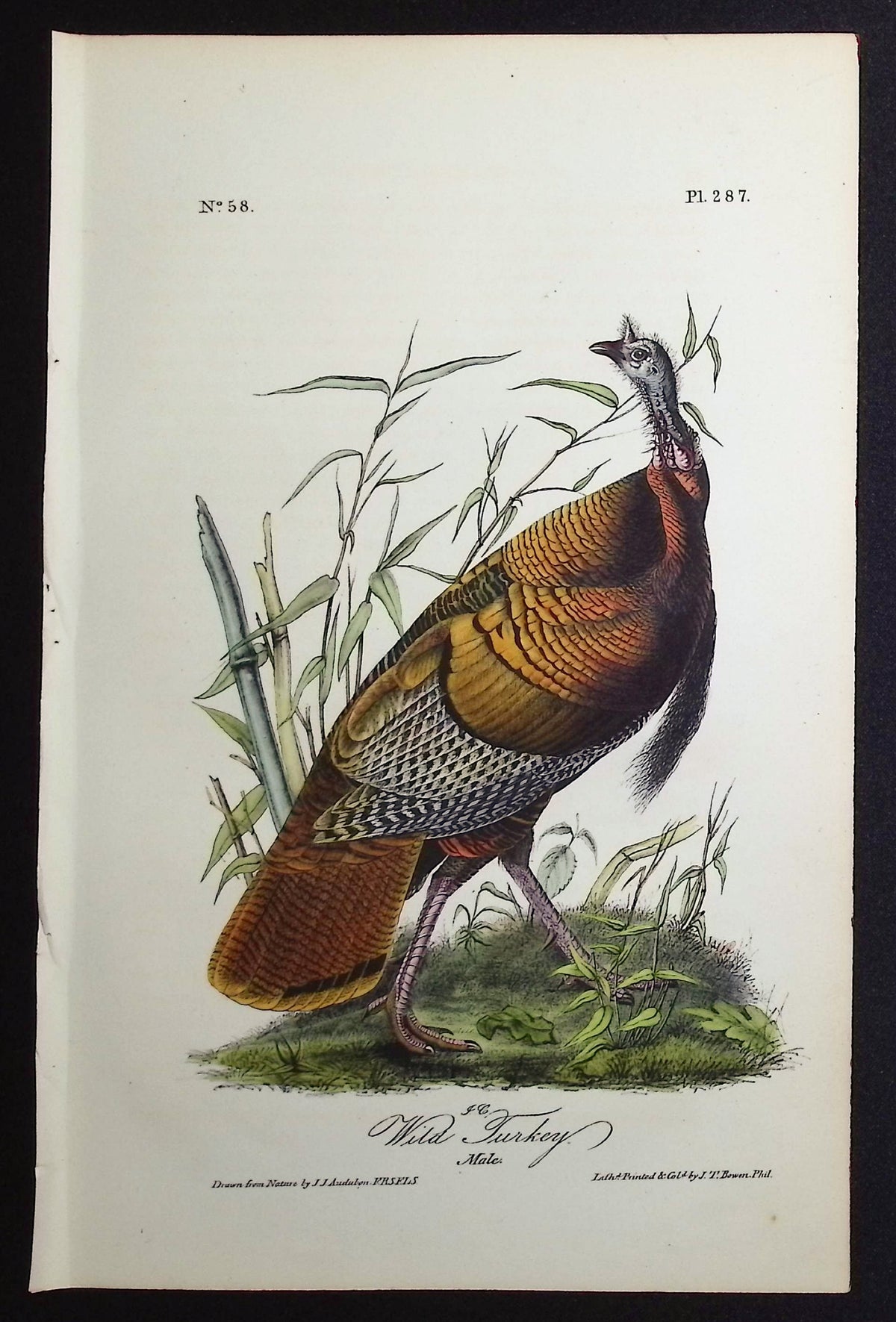 Wild Turkey (Male)