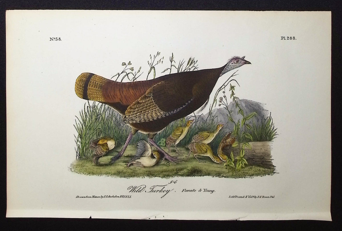 Wild Turkey (Female)