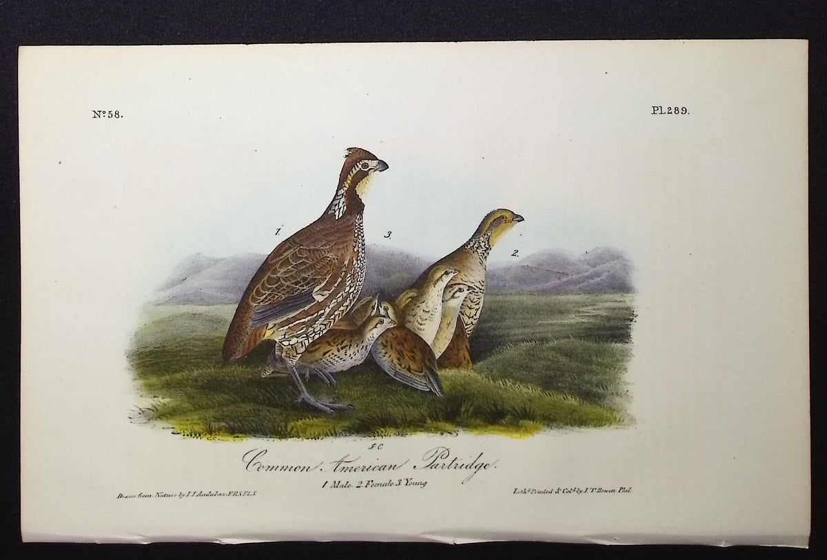 Common American Partridge