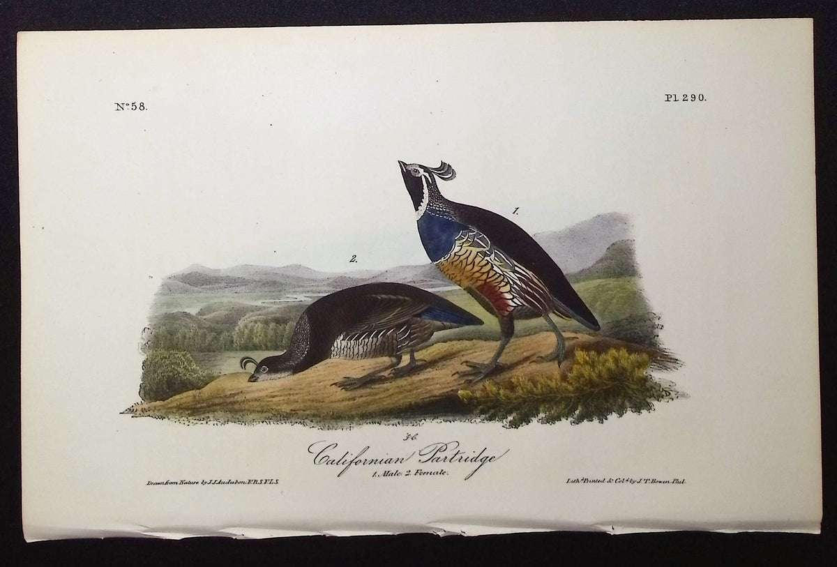 Californian Partridge
