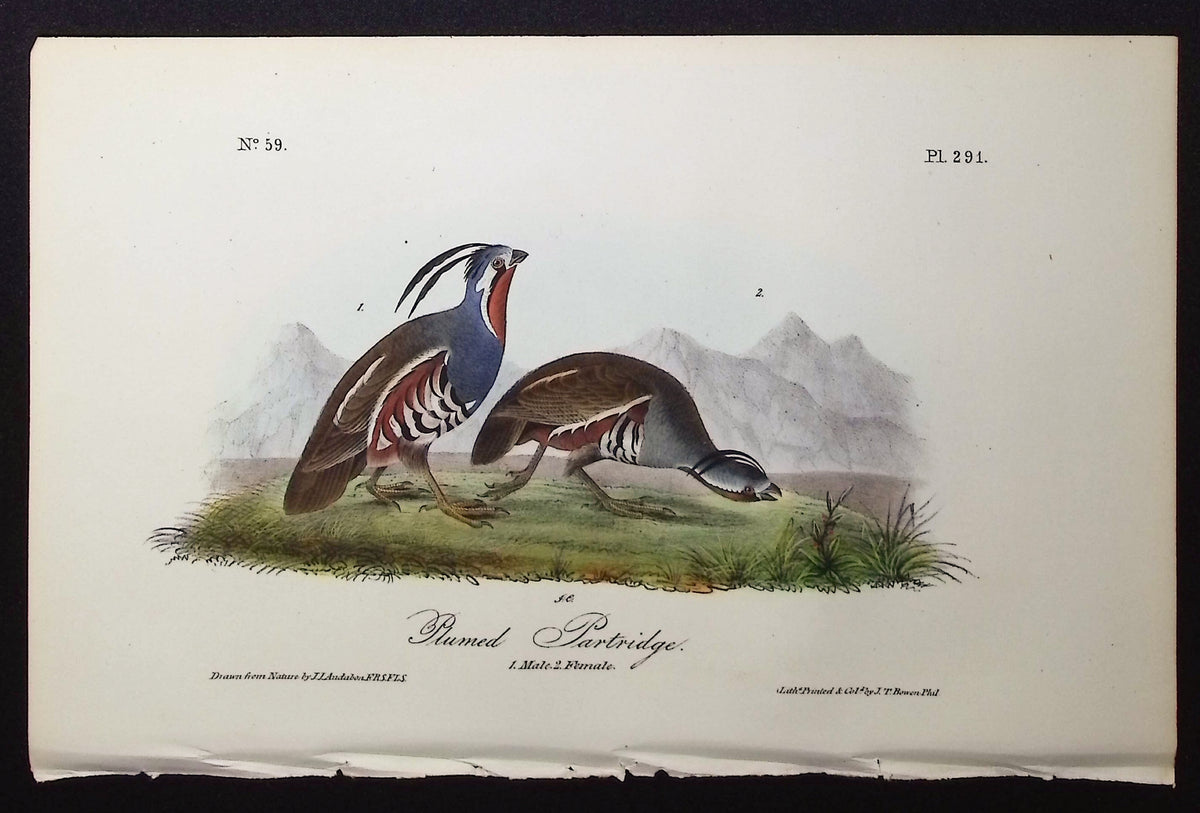 Plumed Partridge