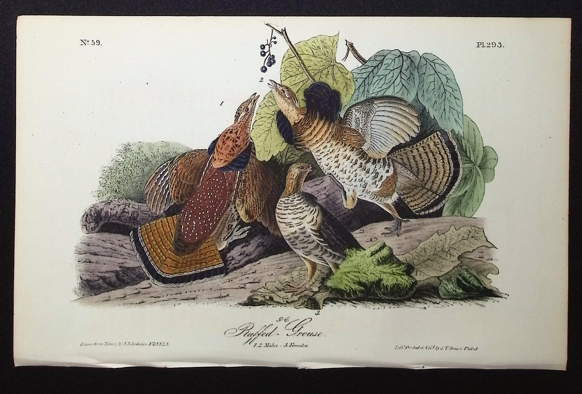 Ruffed-Grouse