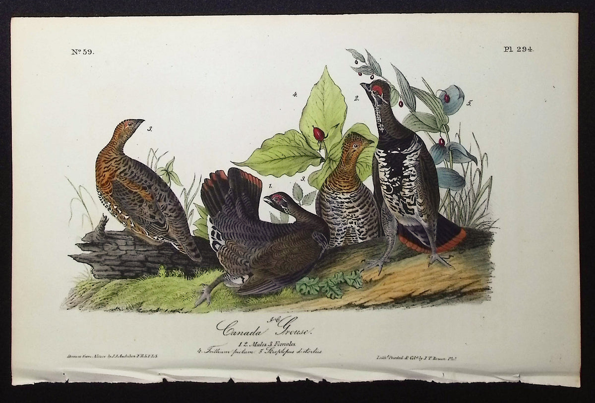 Canada Grouse