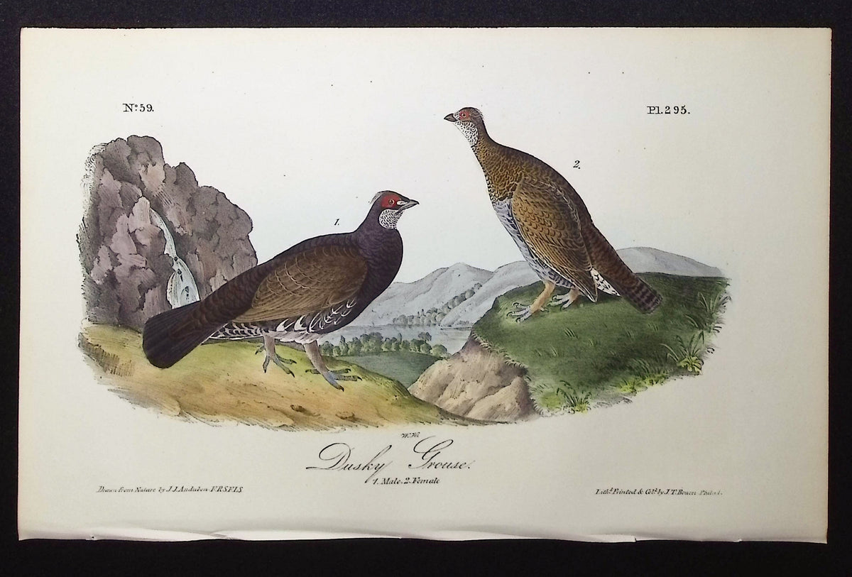 Dusky Grouse