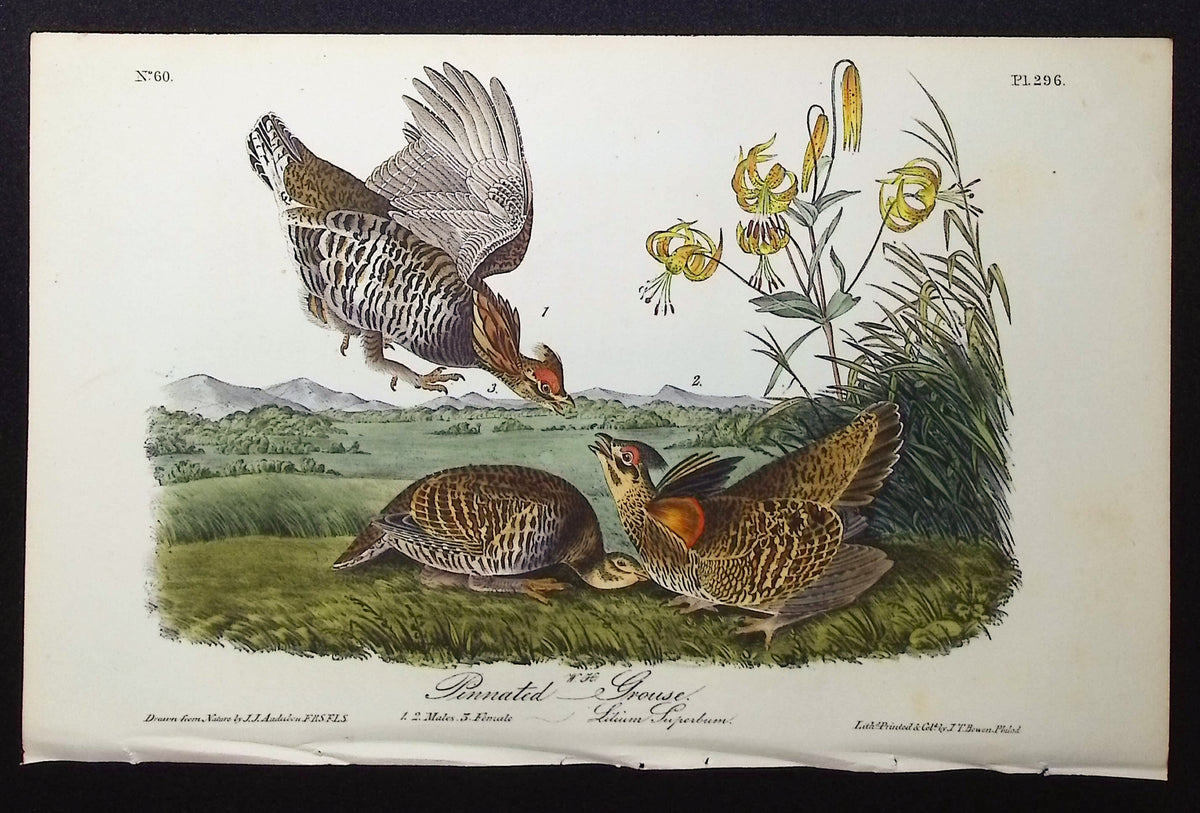 Pinnated Grouse (Extinct)
