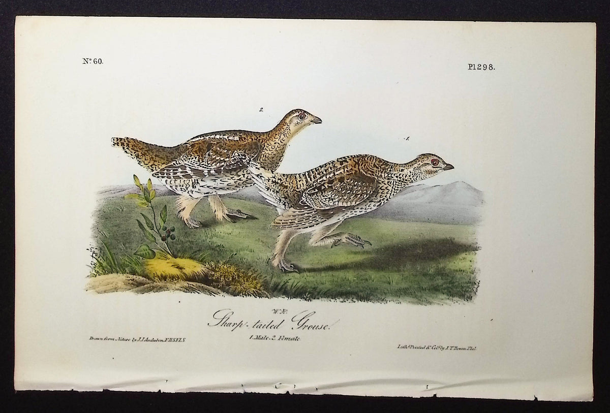 Sharp-tailed Grouse