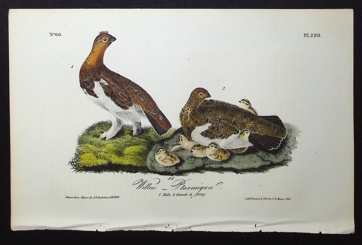 Willow Ptarmigan