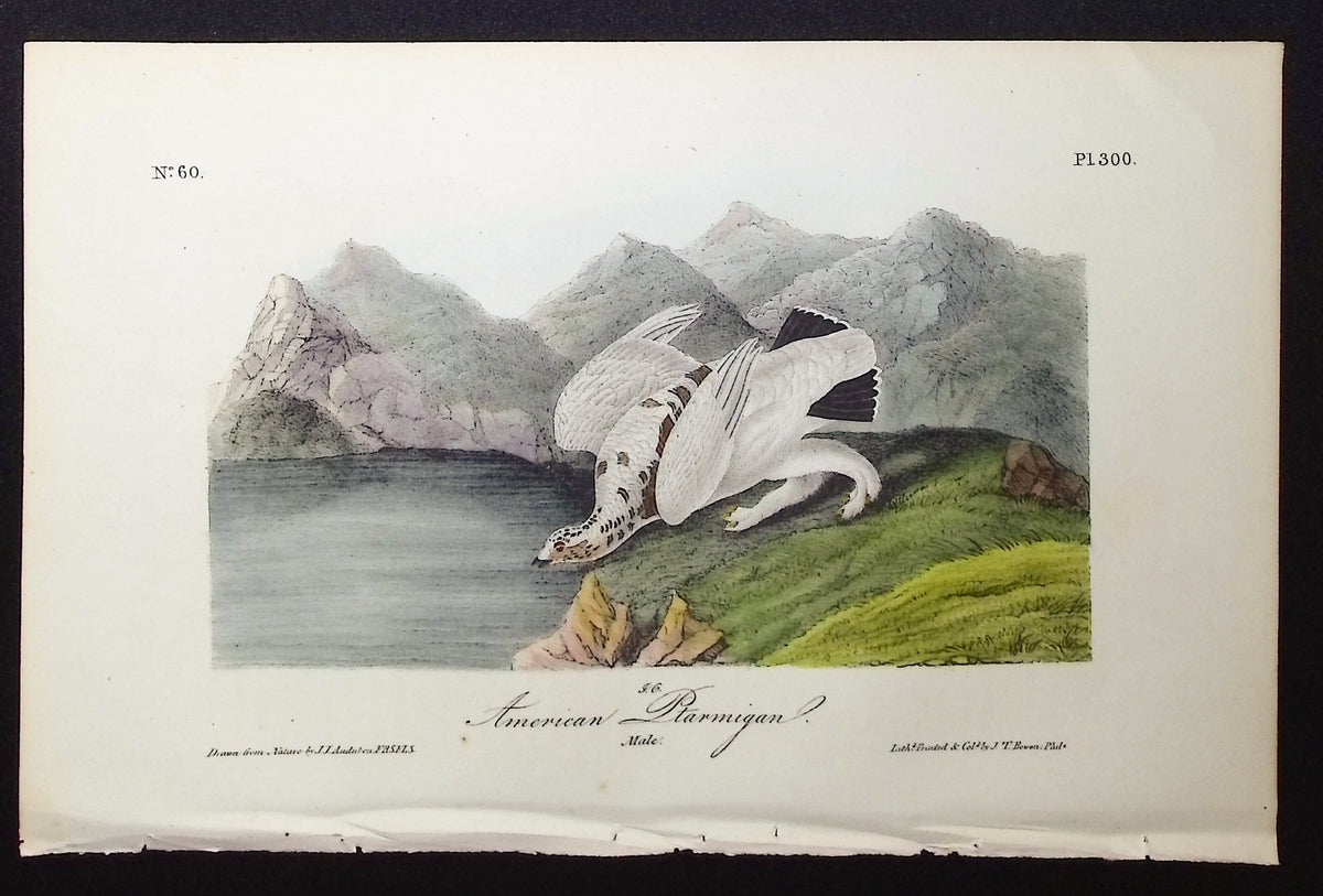 American Ptarmigan